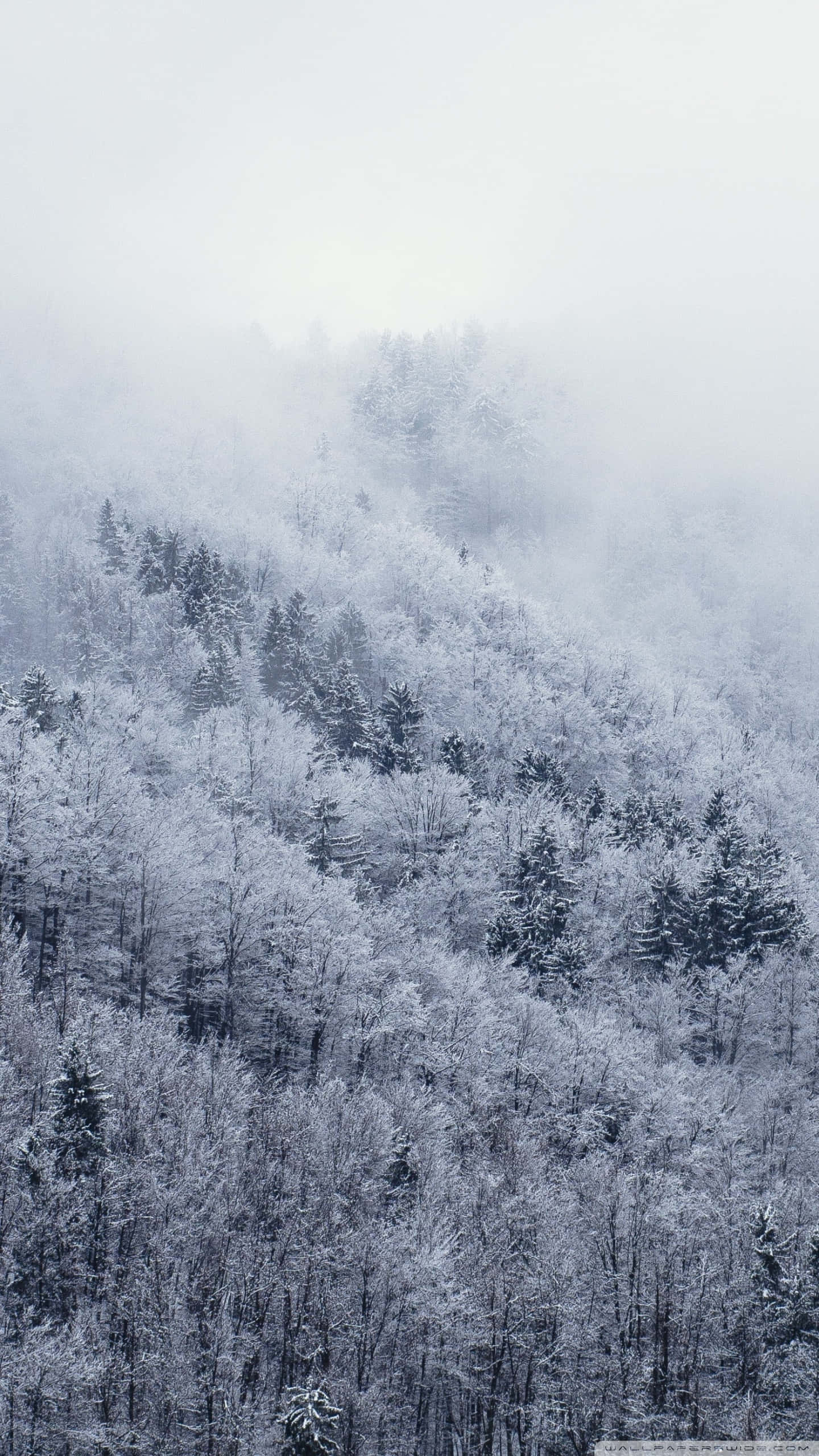 Outside 桌布 壁紙 — 白雪覆蓋的森林籠罩著霧氣瀰漫的山坡，在蒼白的冬日天空下。