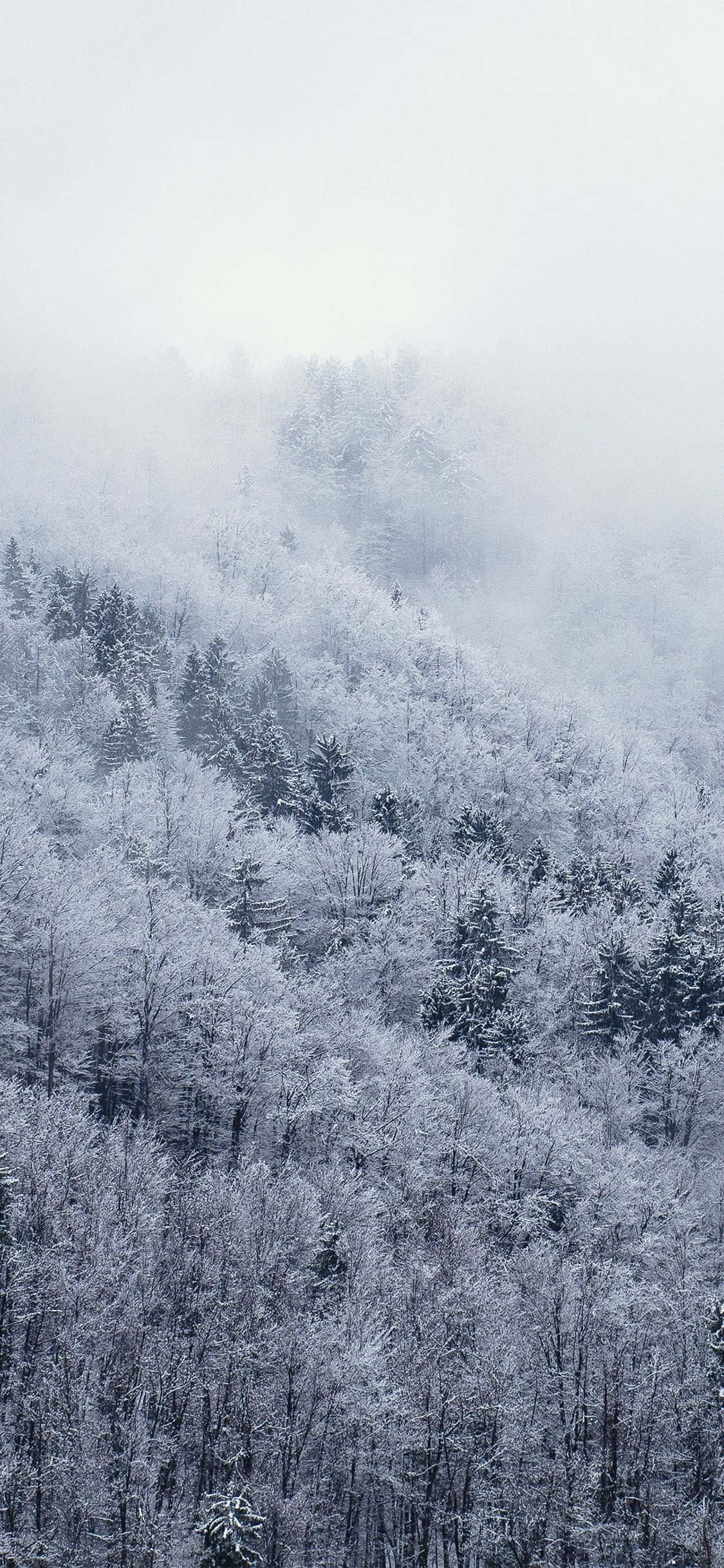 Snow iPhone 桌布 壁紙 — 白雪覆蓋的森林籠罩著霧氣瀰漫的山坡，在蒼白的冬日天空下。