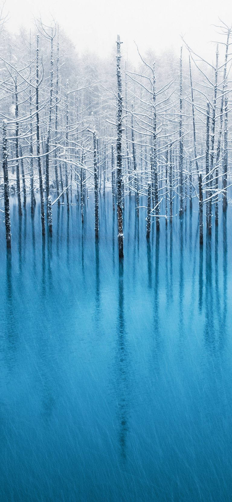 Winter 桌布 壁紙 — 白雪覆蓋的樹幹從一片鮮豔的藍色反射湖中升起，下方是朦朧的冬日天空。