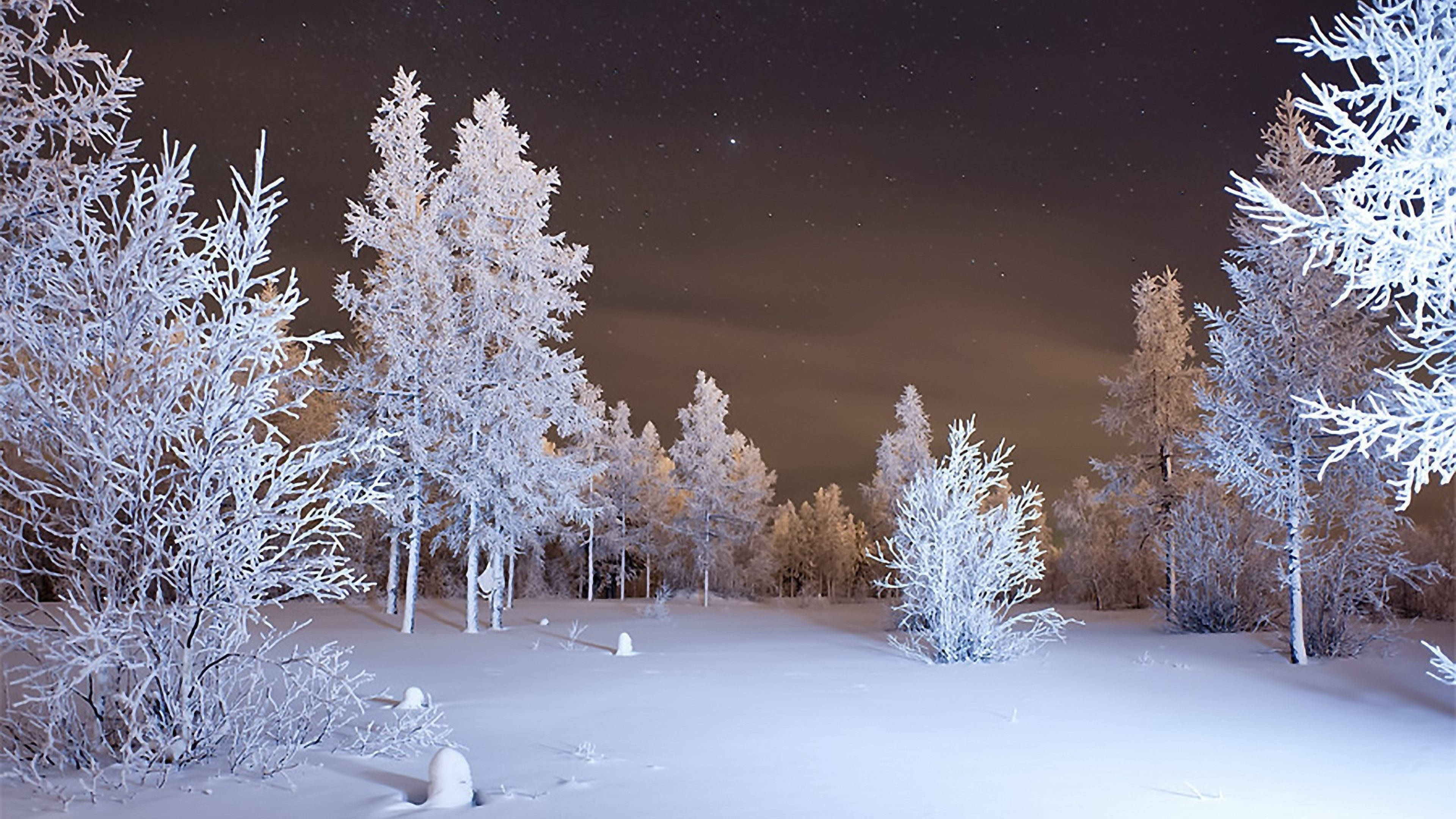 桌布 壁紙 — 白雪覆蓋的樹木在寧靜的冬季森林中，在繁星點點的夜空下閃爍。