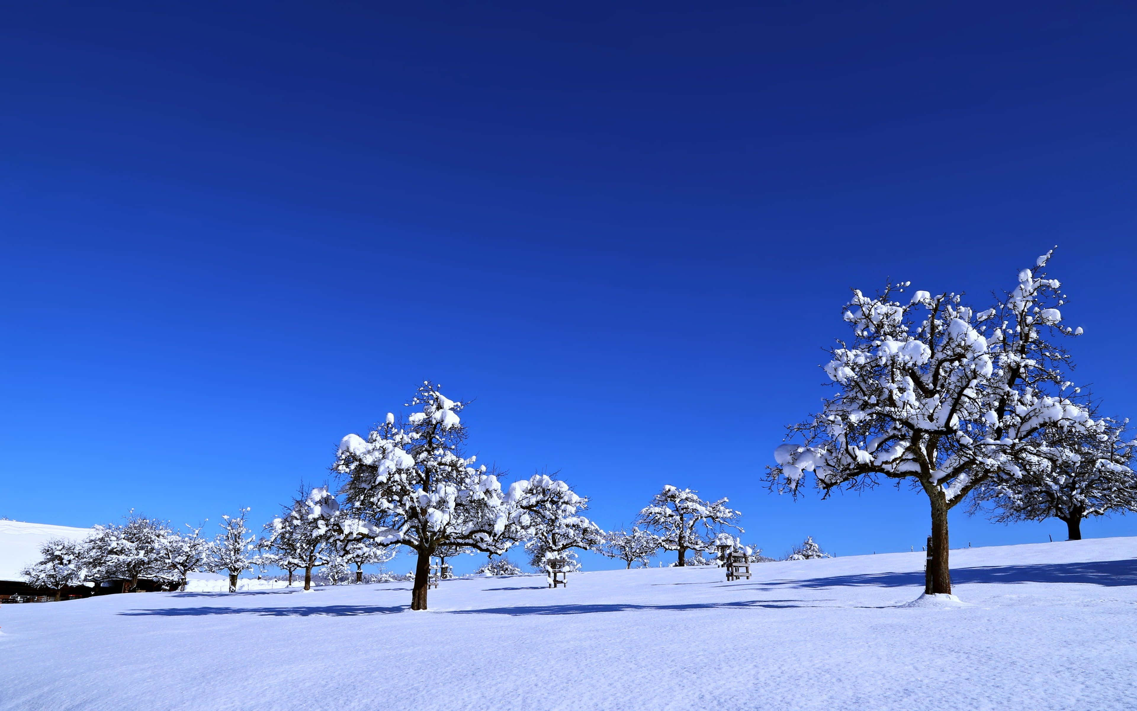 Winter Blues 桌布 壁紙 — 白雪覆蓋的樹木在明亮的冬日裡，與鮮豔的藍天形成鮮明對比。