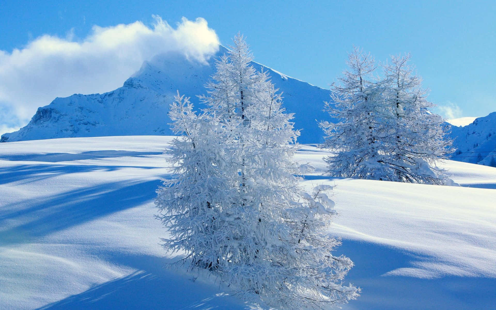 Snowy Landscape 桌布 壁紙 — 白雪覆蓋的樹木在明亮的藍色冬日陽光下聳立，背景是雄偉的雪山。