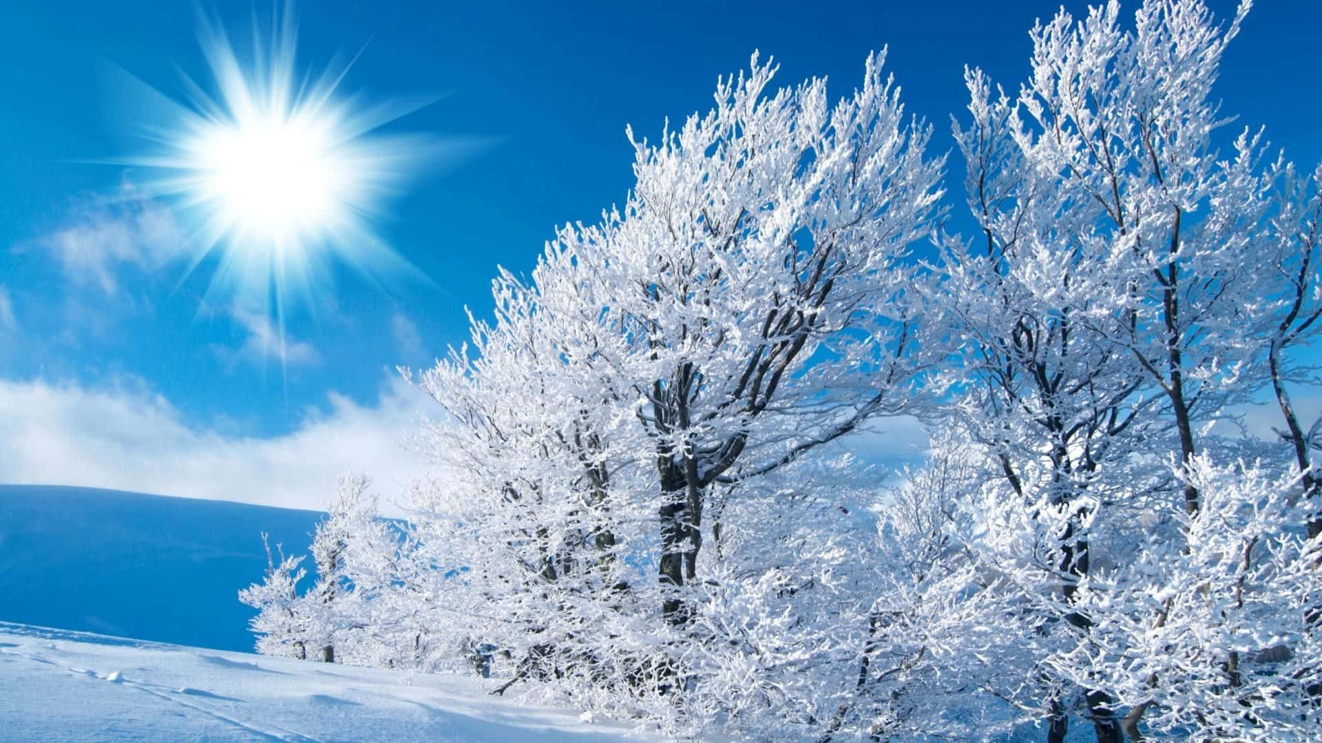 冬季桌面 桌布 壁紙 — 白雪覆蓋的樹木在明亮的陽光下閃閃發光，映襯著帶有縷縷白雲的鮮豔藍天。