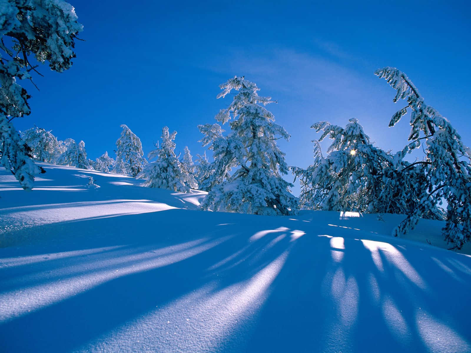 Best Winter 桌布 壁紙 — 白雪覆蓋的樹木在晴朗的天空下，在明亮的藍色冬季景觀中投下長長的陰影。