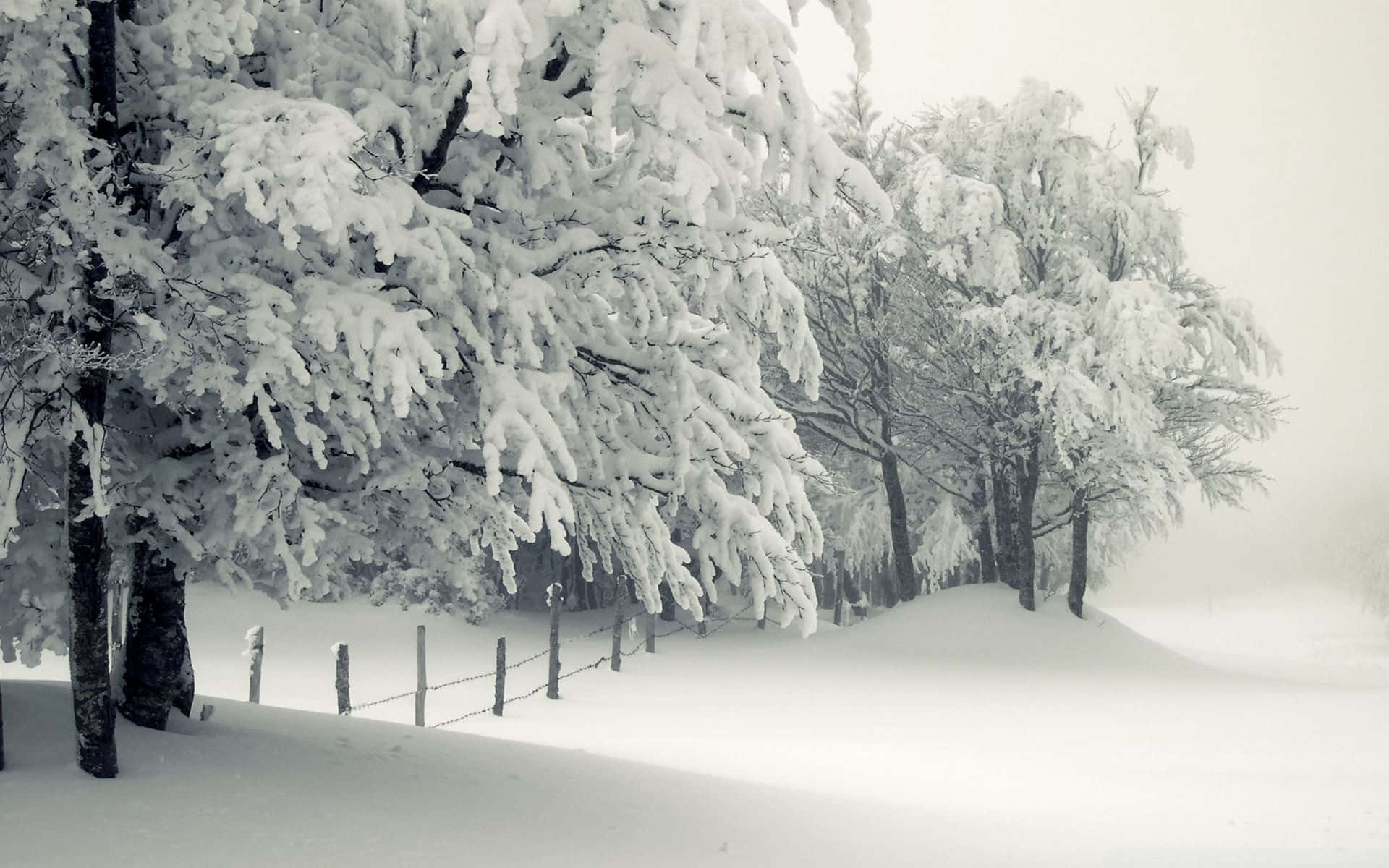 Snowy Landscape 桌布 壁紙 — 白雪覆蓋的樹木在朦朧天空下，莊嚴地矗立在鋪滿純淨白雪的寂靜冬日森林中。
