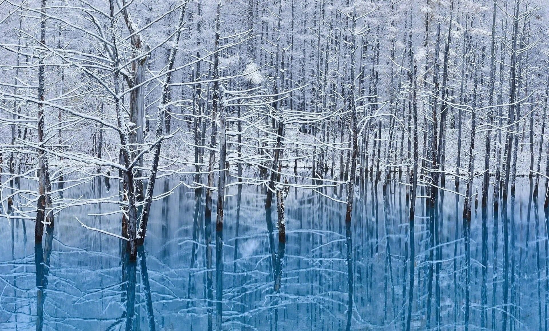 Winter Trees 桌布 壁紙 — 白雪覆蓋的樹木矗立在寧靜的藍色湖泊中，在冬日光線下倒映著它們光禿的枝條。