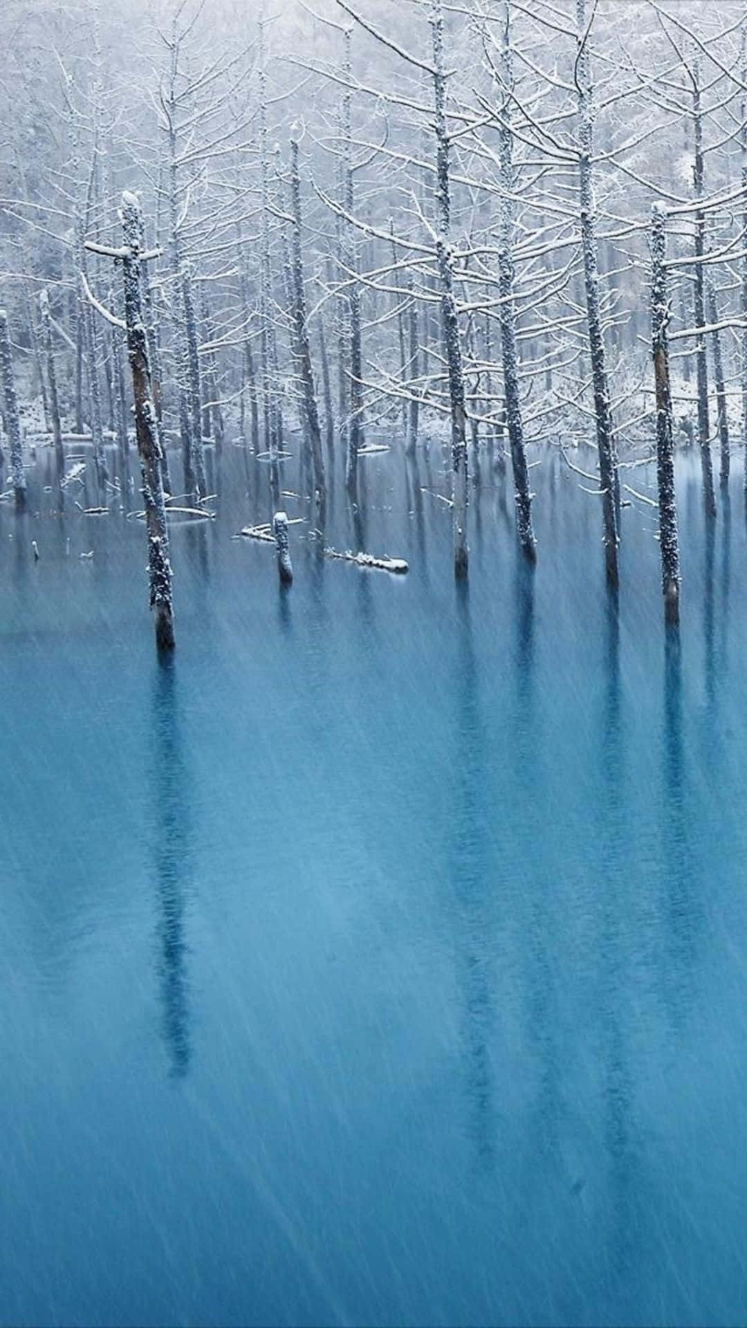 Frozen Lake 桌布 壁紙 — 白雪覆蓋的樹木矗立在平靜的藍綠色水中，倒映著光禿禿的樹枝，構成一幅寧靜的冬日森林。