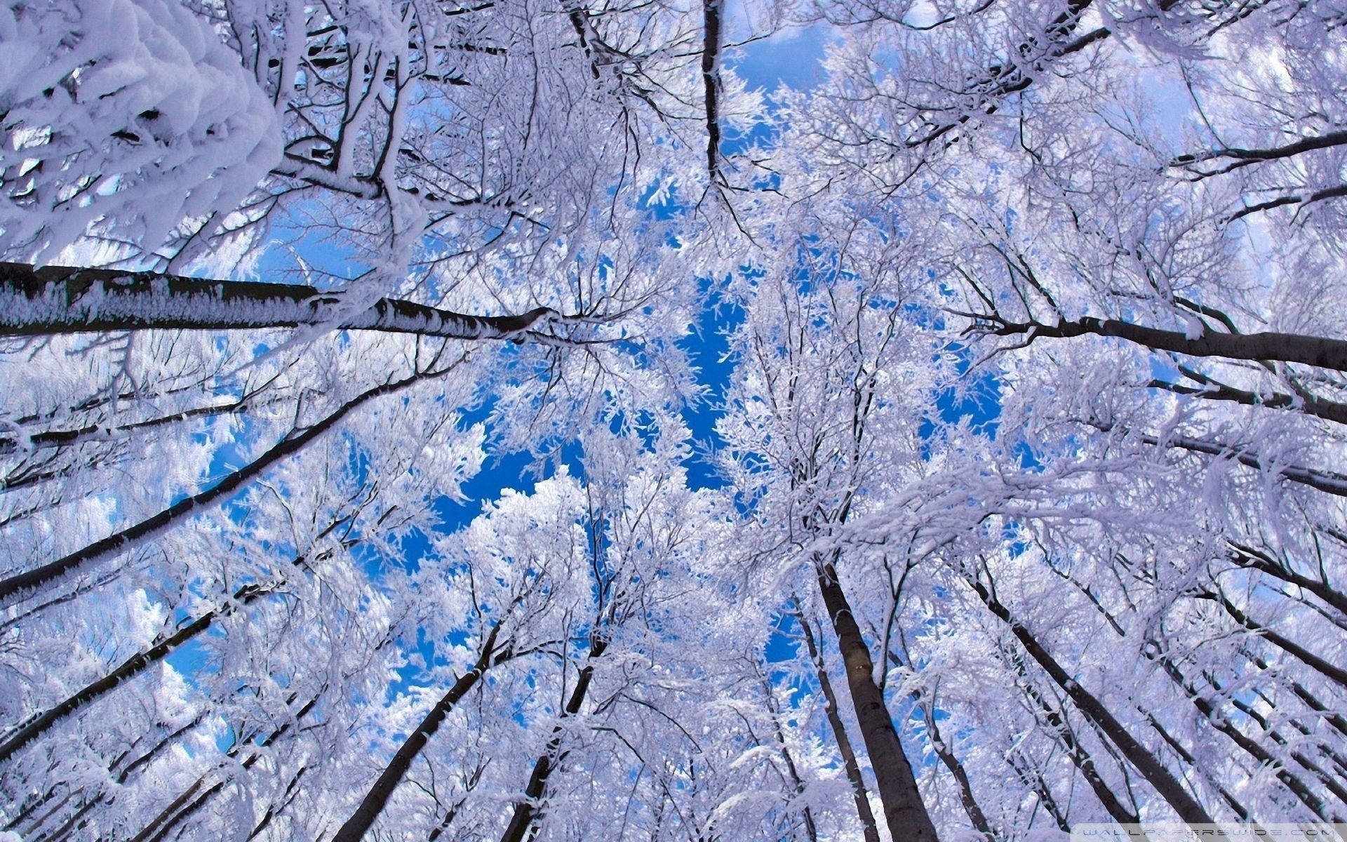 冬天 桌布 壁紙 — 白雪覆蓋的樹枝在冬季森林中向上拱起，映襯著鮮豔的藍天。