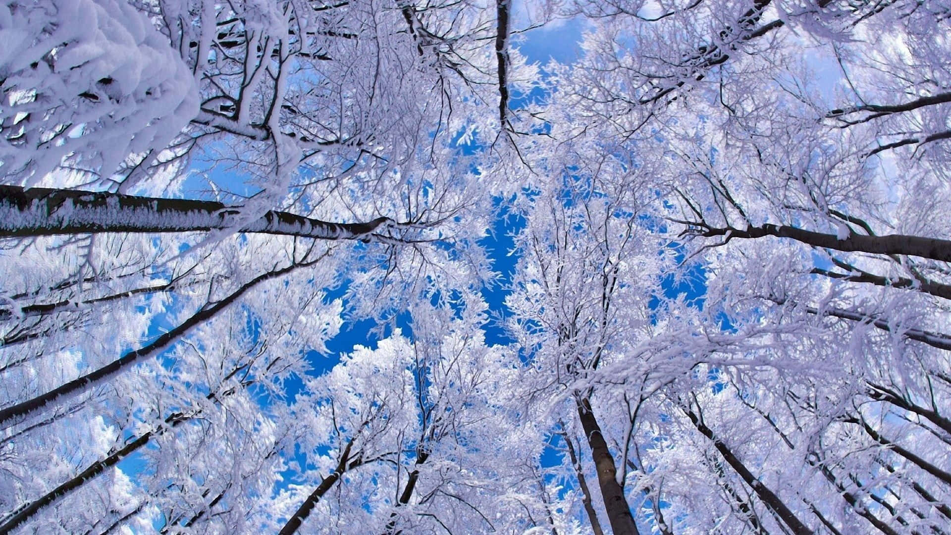 Snow Trees 桌布 壁紙 — 白雪覆蓋的樹枝在冬日森林中，在鮮豔的藍天下彎曲成拱形。