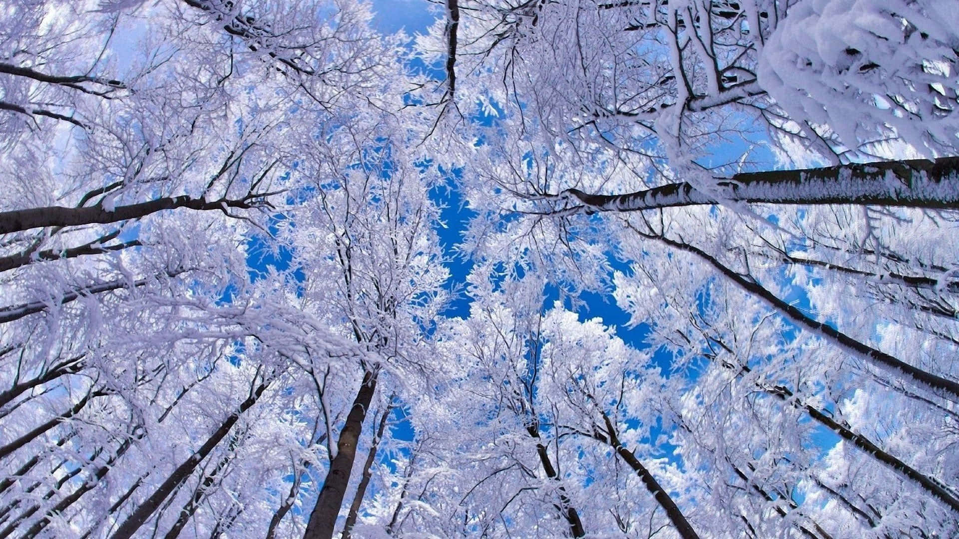 Snow Trees 桌布 壁紙 — 白雪覆蓋的樹枝在冬日森林中向上彎曲，襯著鮮豔的藍天。