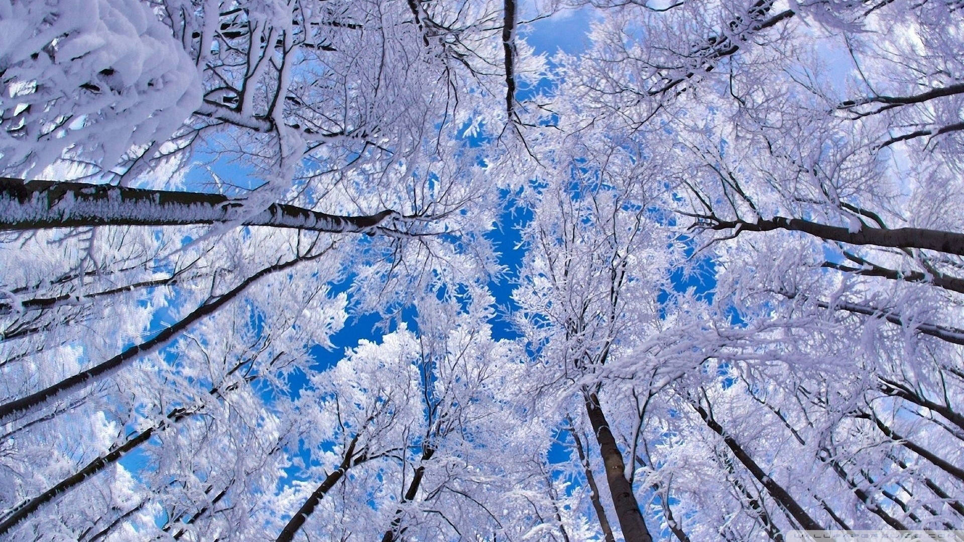 樹木 桌布 壁紙 — 白雪覆蓋的樹枝在冬日森林中向上彎曲，映襯著鮮豔的藍天。