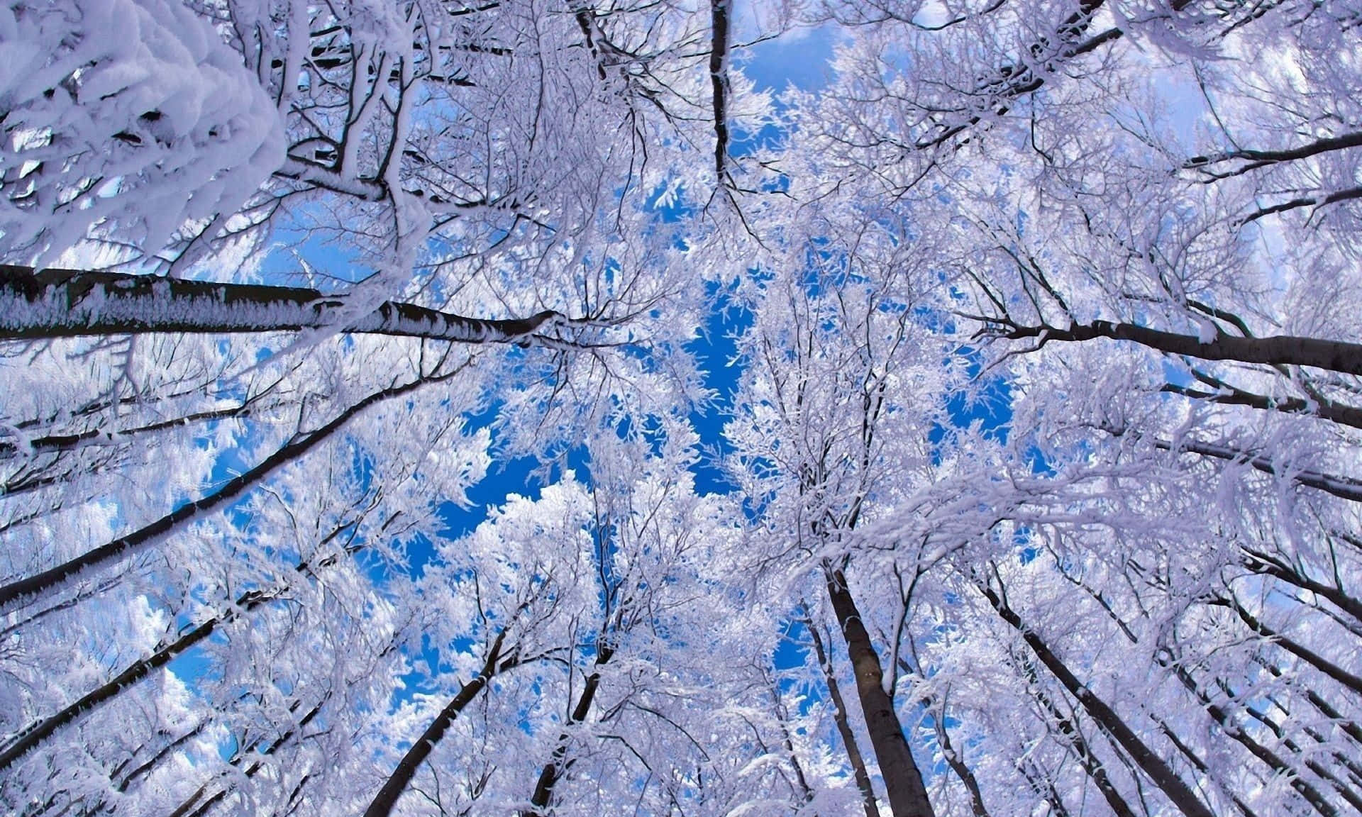 Winter Trees 桌布 壁紙 — 白雪覆蓋的樹枝在冬日森林中拱起，襯著鮮豔的藍天。