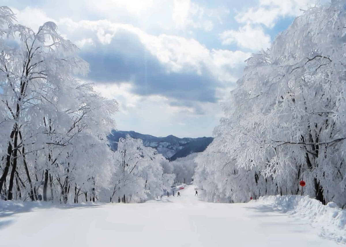 trees 桌布 壁紙 — 白雪覆蓋的滑雪坡道，兩旁是結霜的樹木，明亮的陰天天空下，遠山可見。