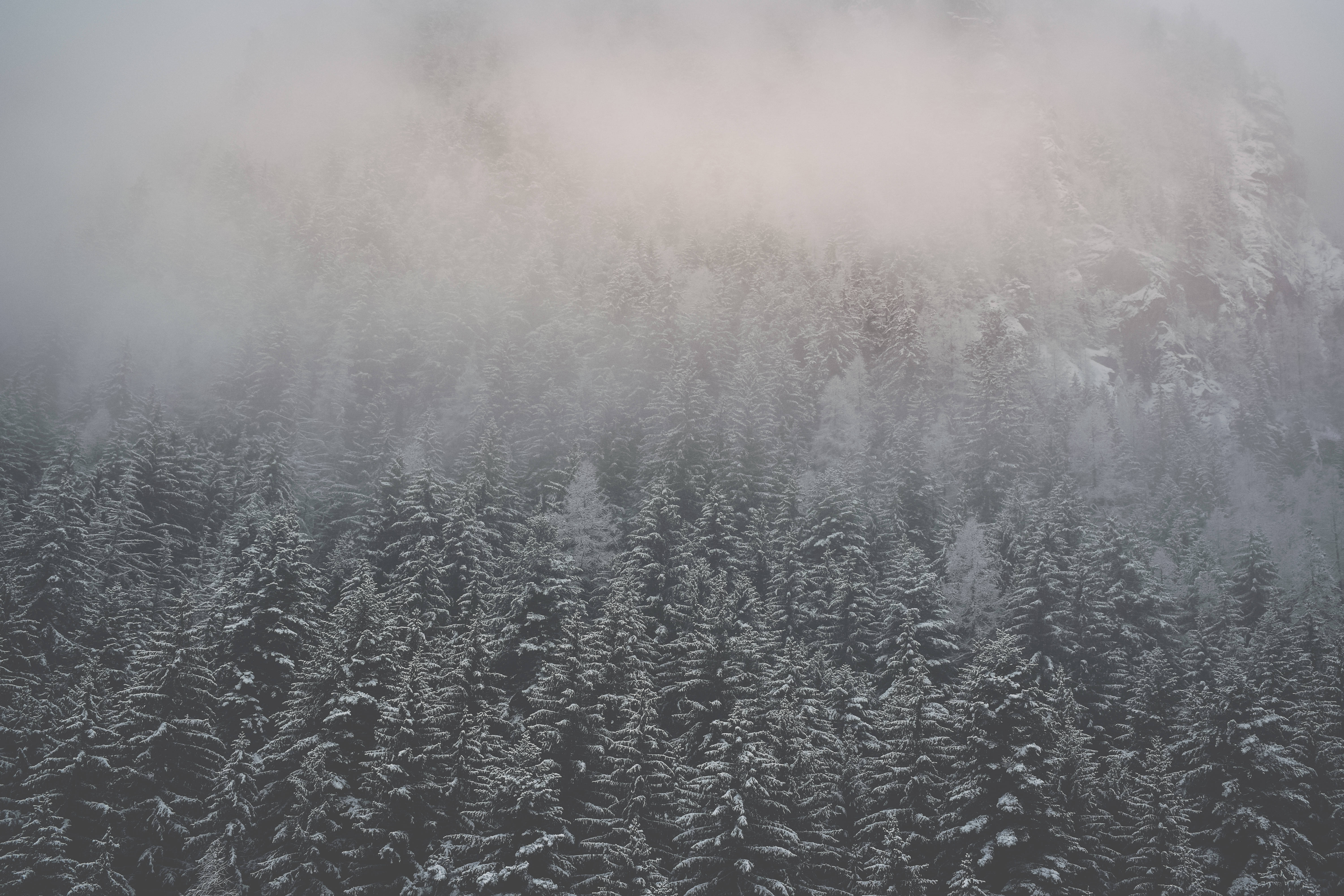 Calming 桌布 壁紙 — 白雪覆蓋茂密的常綠樹，薄霧在寂靜的冬日場景中繚繞於山脊之上。