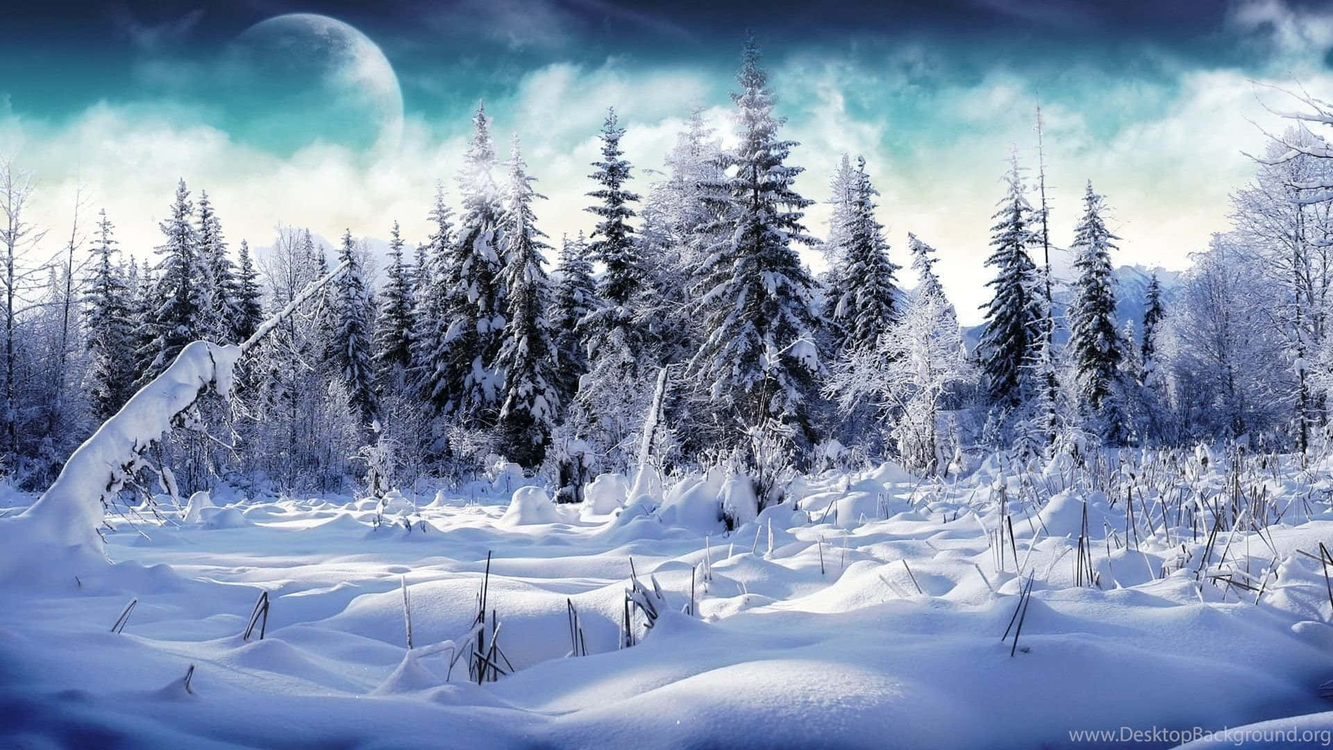 High Resolution Snow 桌布 壁紙 — 白雪覆蓋茂密的松樹林，上方戲劇性的暮色天空中，一輪巨大的月亮閃耀著光芒。