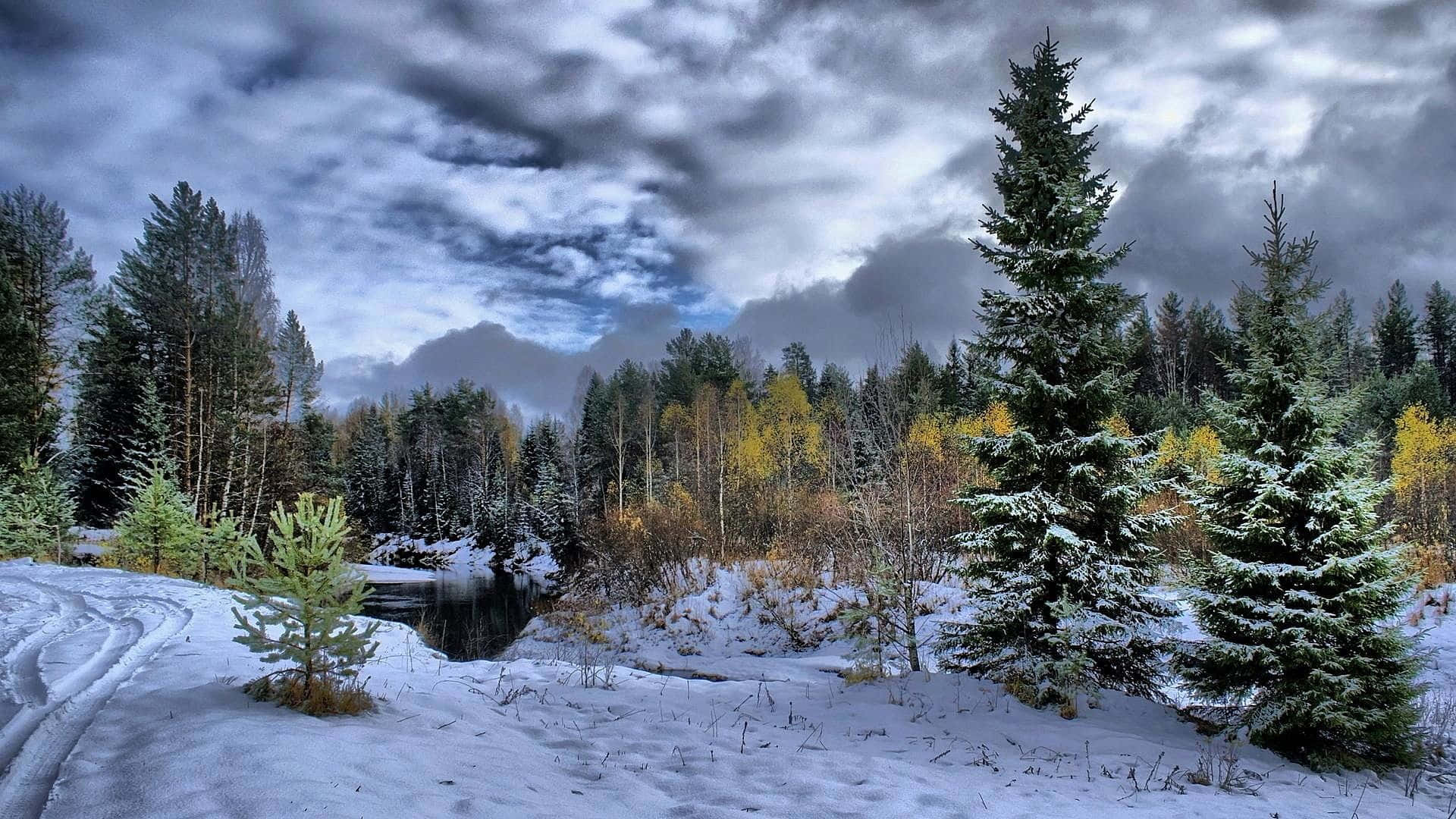 1920x1080 Winter 桌布 壁紙 — 白雪覆蓋著一片寧靜的冬季森林，有常綠樹和樺樹，天空戲劇性地多雲。
