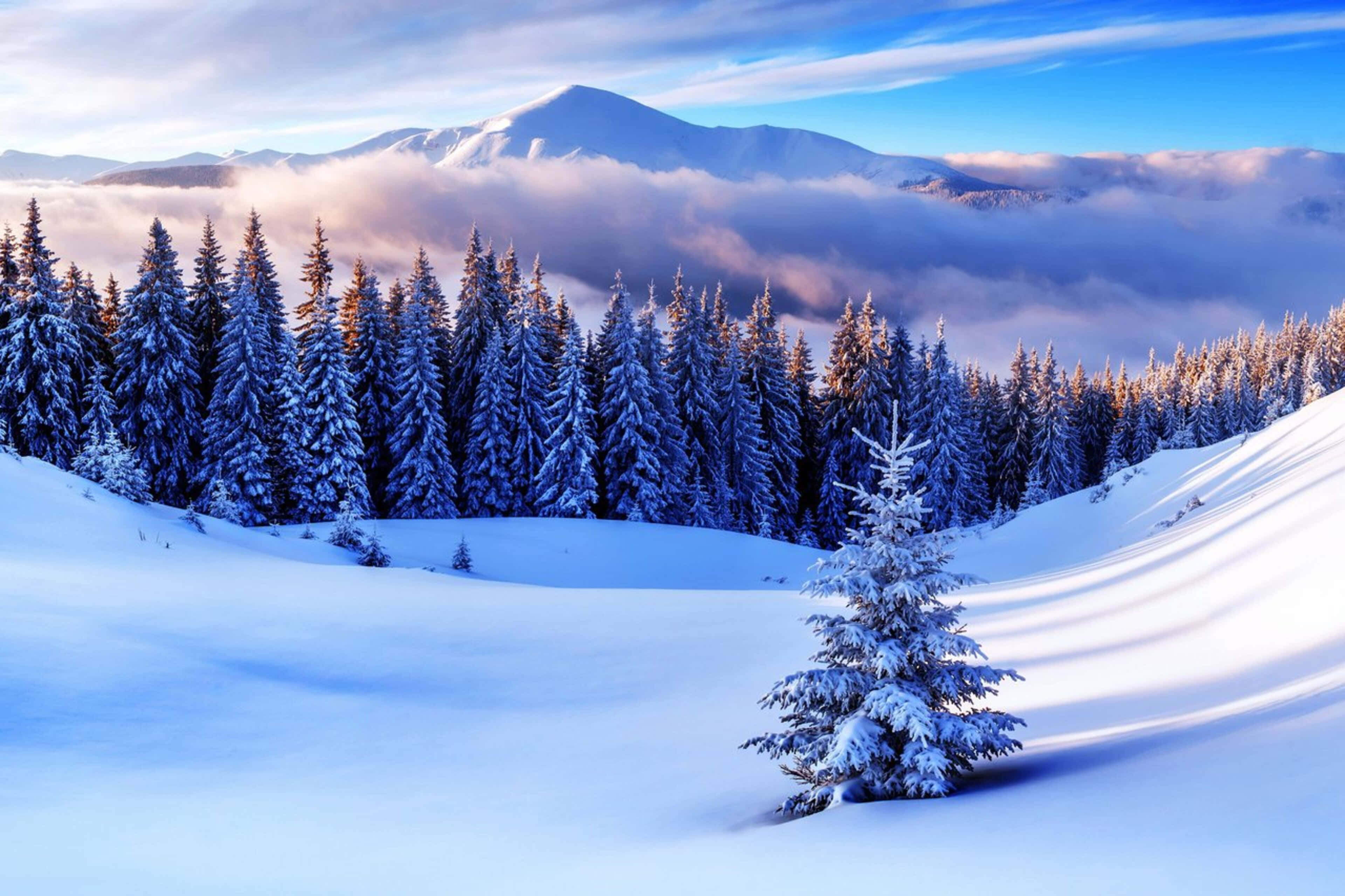 4K Winter 桌布 壁紙 — 白雪覆蓋著一片常綠樹林，在明亮的藍天下，遠山在雲海之上聳立。