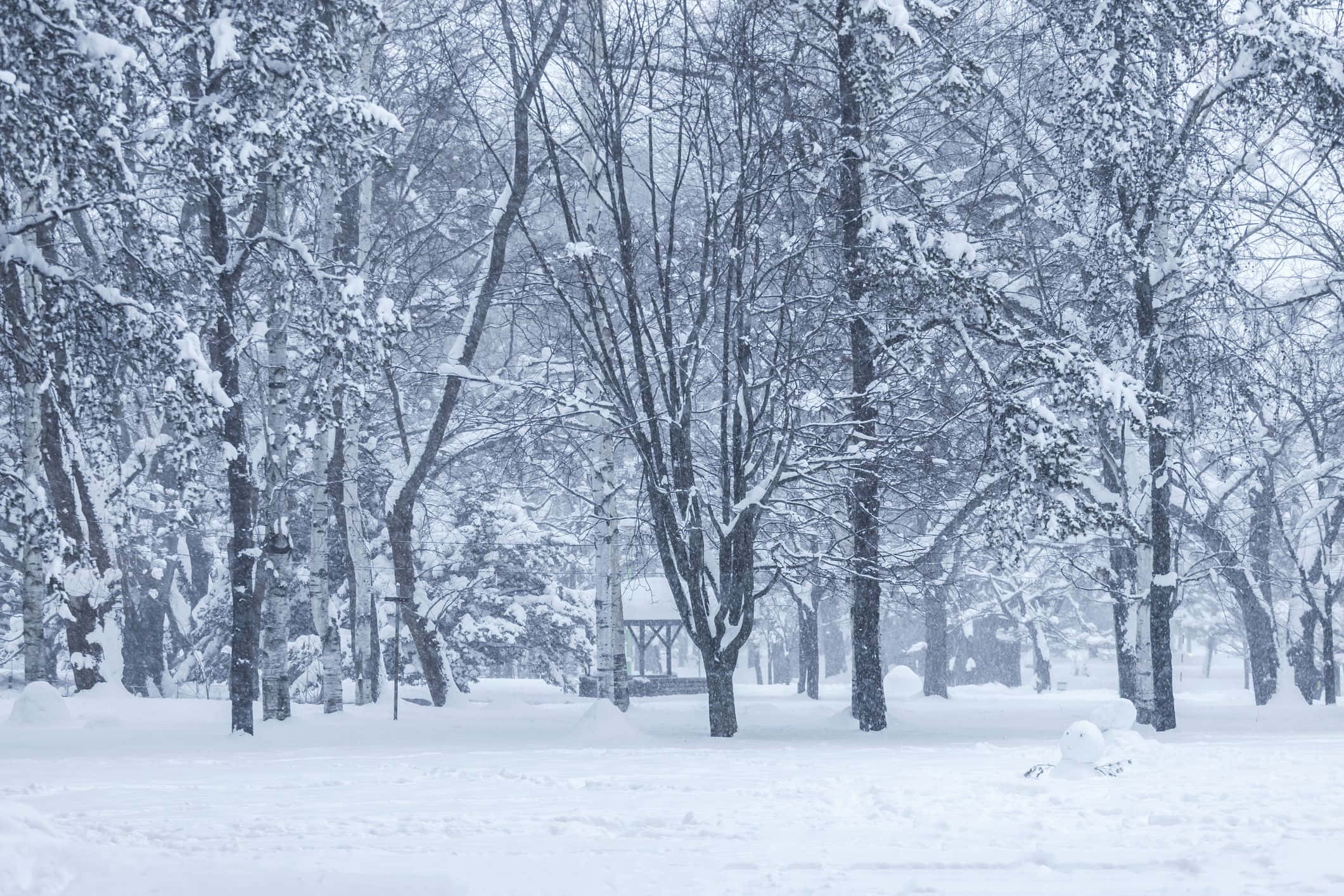 Winter 桌布 壁紙 — 白雪覆蓋著光禿禿的樹木和遠處的涼亭，在陰天下一片寧靜的冬季森林。