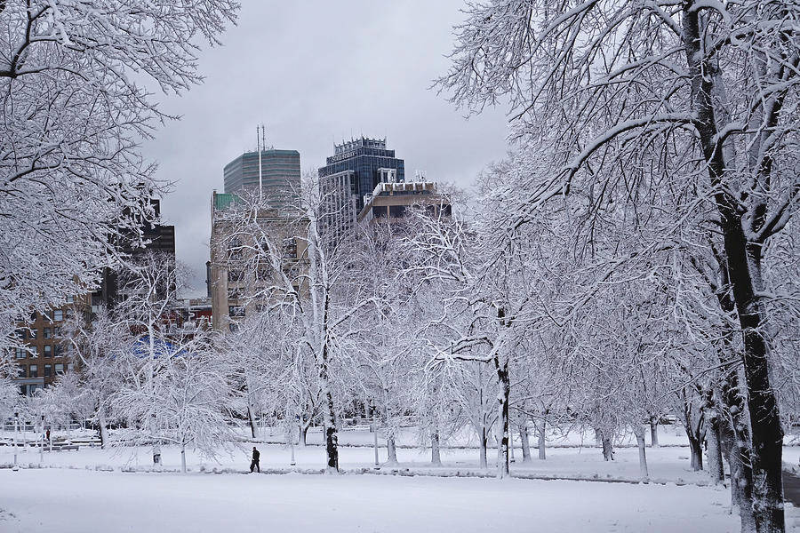 Massachusetts 桌布 壁紙 — 白雪覆蓋著寂靜城市公園中光禿的樹木，高樓大廈在灰暗的冬日天空中聳立。