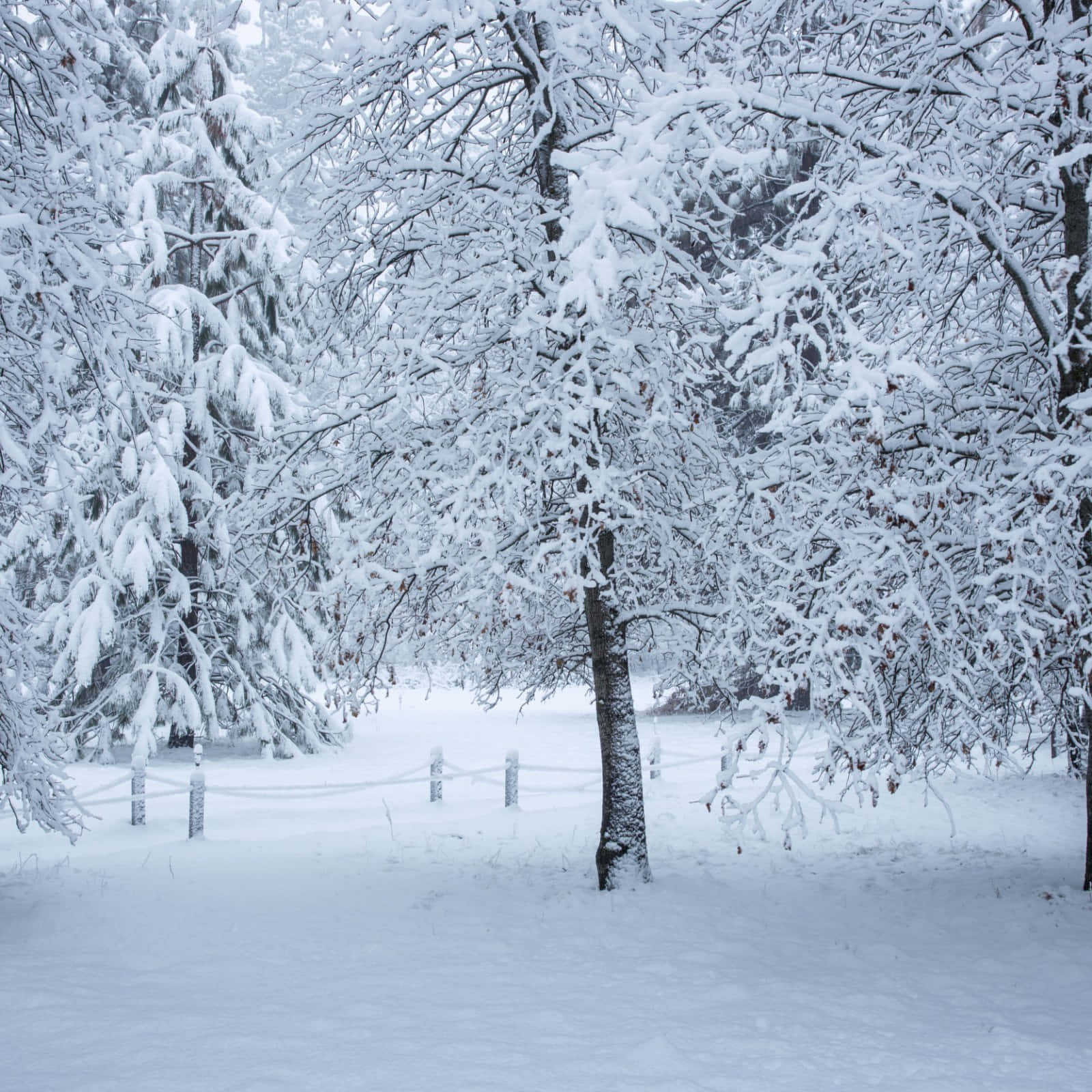 雪 桌布 壁紙 — 白雪覆蓋著寧靜冬季森林小徑上的每一根樹枝和樹木。