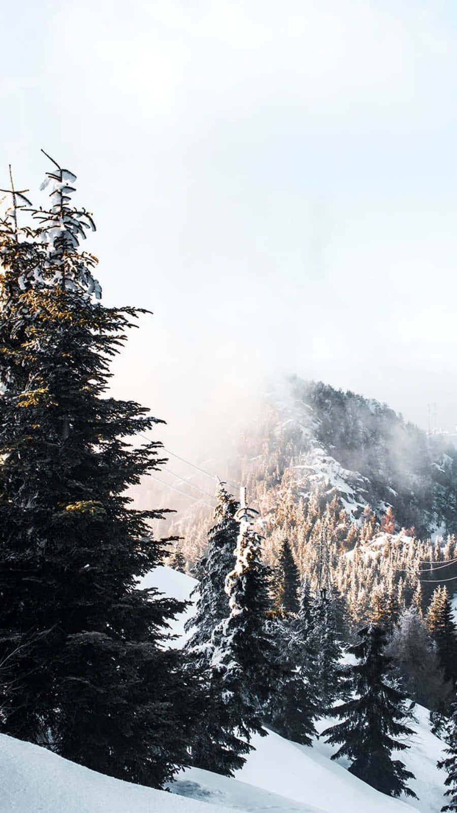 桌布 壁紙 — 白雪覆蓋著山坡上的常綠樹，柔和的陽光穿過上方的霧雲。