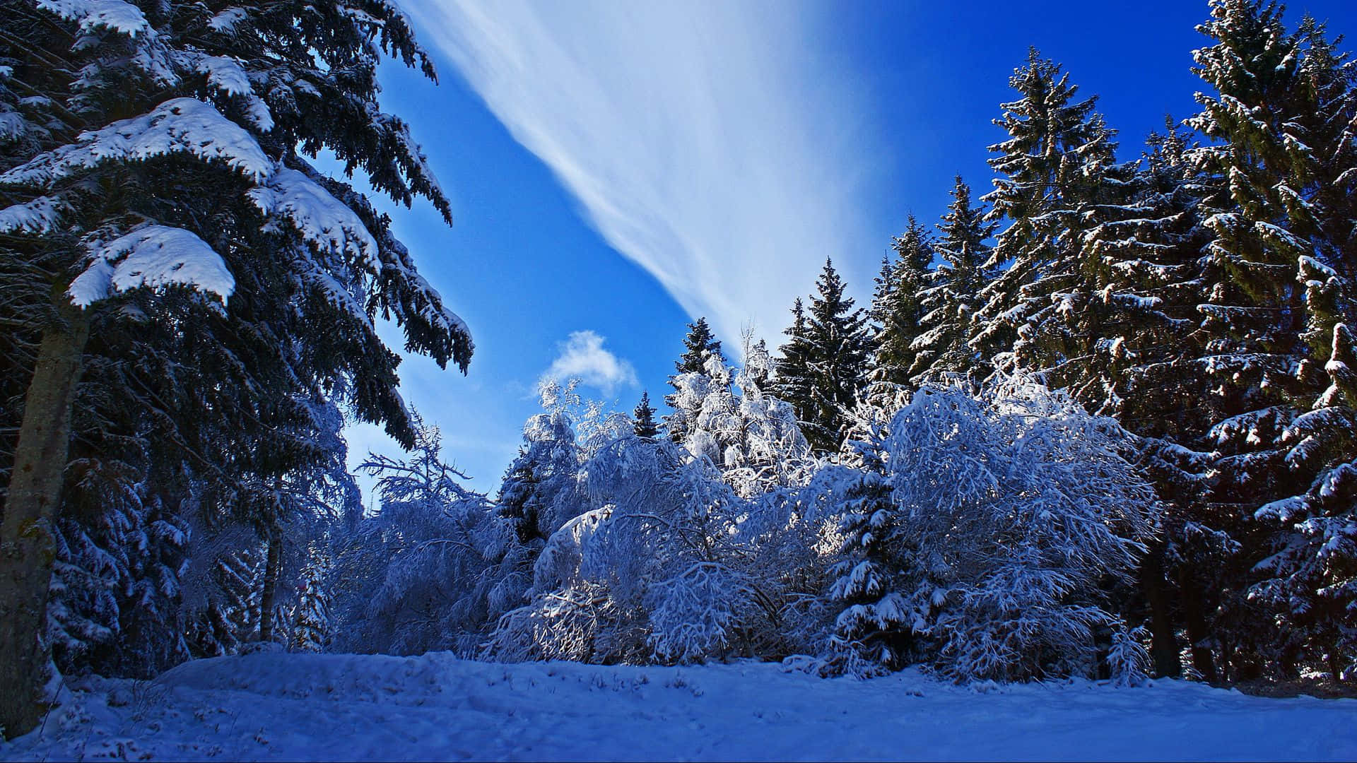 1920x1080 Winter 桌布 壁紙 — 白雪覆蓋著常綠樹，在寧靜的冬日森林中，藍天白雲，陽光燦爛。