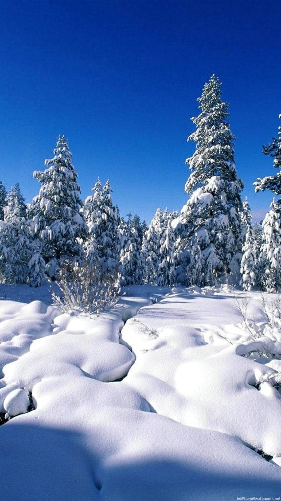 Nature iPhone 桌布 壁紙 — 白雪覆蓋著常綠樹，在晴朗的藍天下，寧靜的冬日森林。