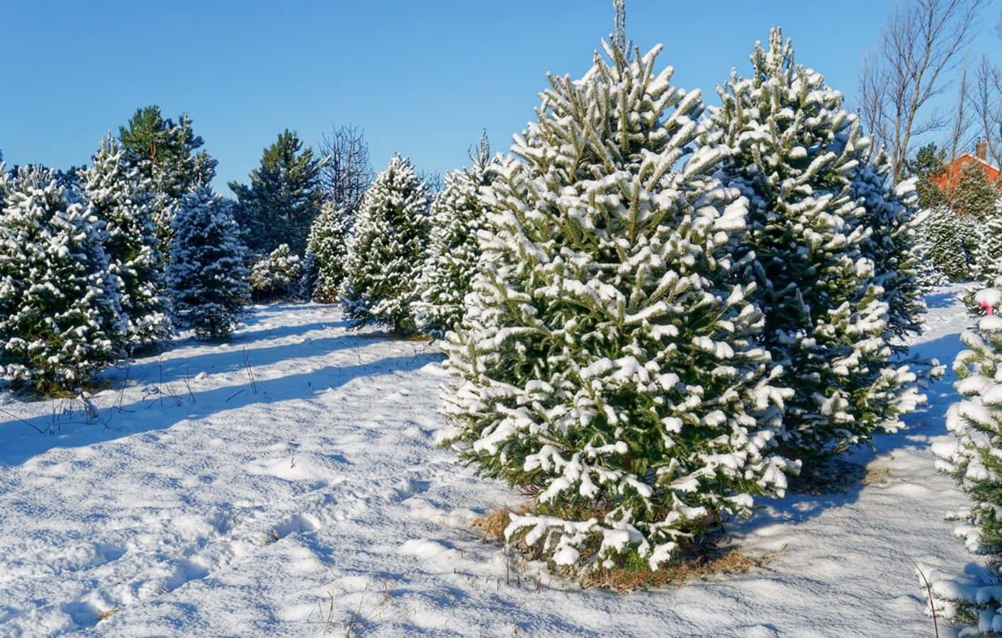 聖誕樹動畫 桌布 壁紙 — 白雪覆蓋著常綠樹，在晴朗的藍天下，一片明亮的冬日田野。