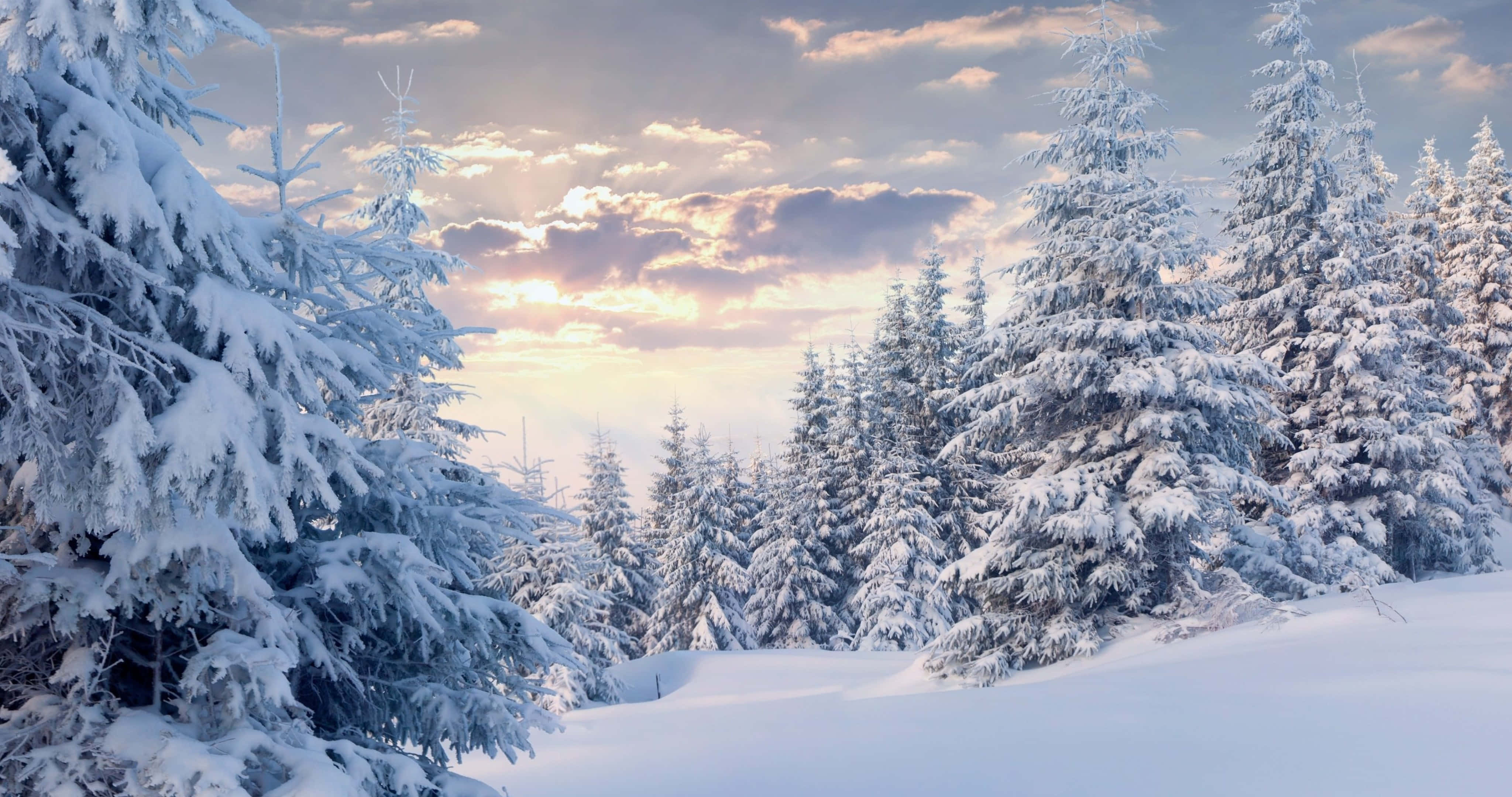 Snowy Forest 桌布 壁紙 — 白雪覆蓋著常綠樹，天空是柔和的金色日落，雲朵散佈。