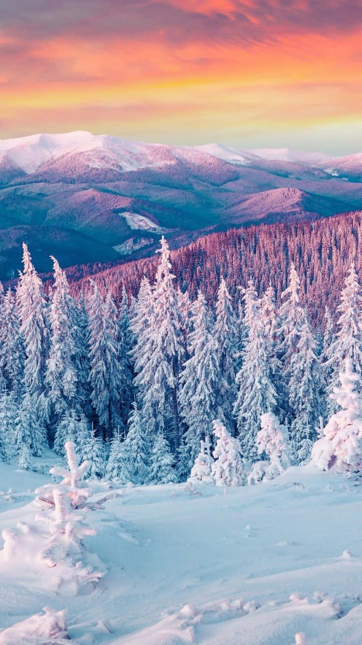 冬季美學 桌布 壁紙 — 白雪覆蓋著常綠樹，遠山之上是充滿活力的橙色和粉紅色日落天空。