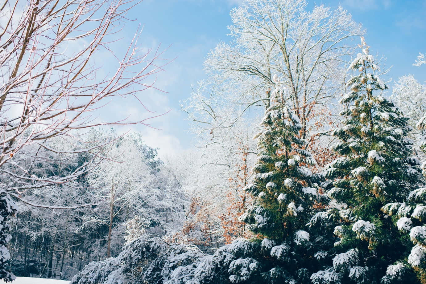 Winter Forest 桌布 壁紙 — 白雪覆蓋著常綠樹和光禿禿的樹枝，背景是清澈的藍色冬日天空。