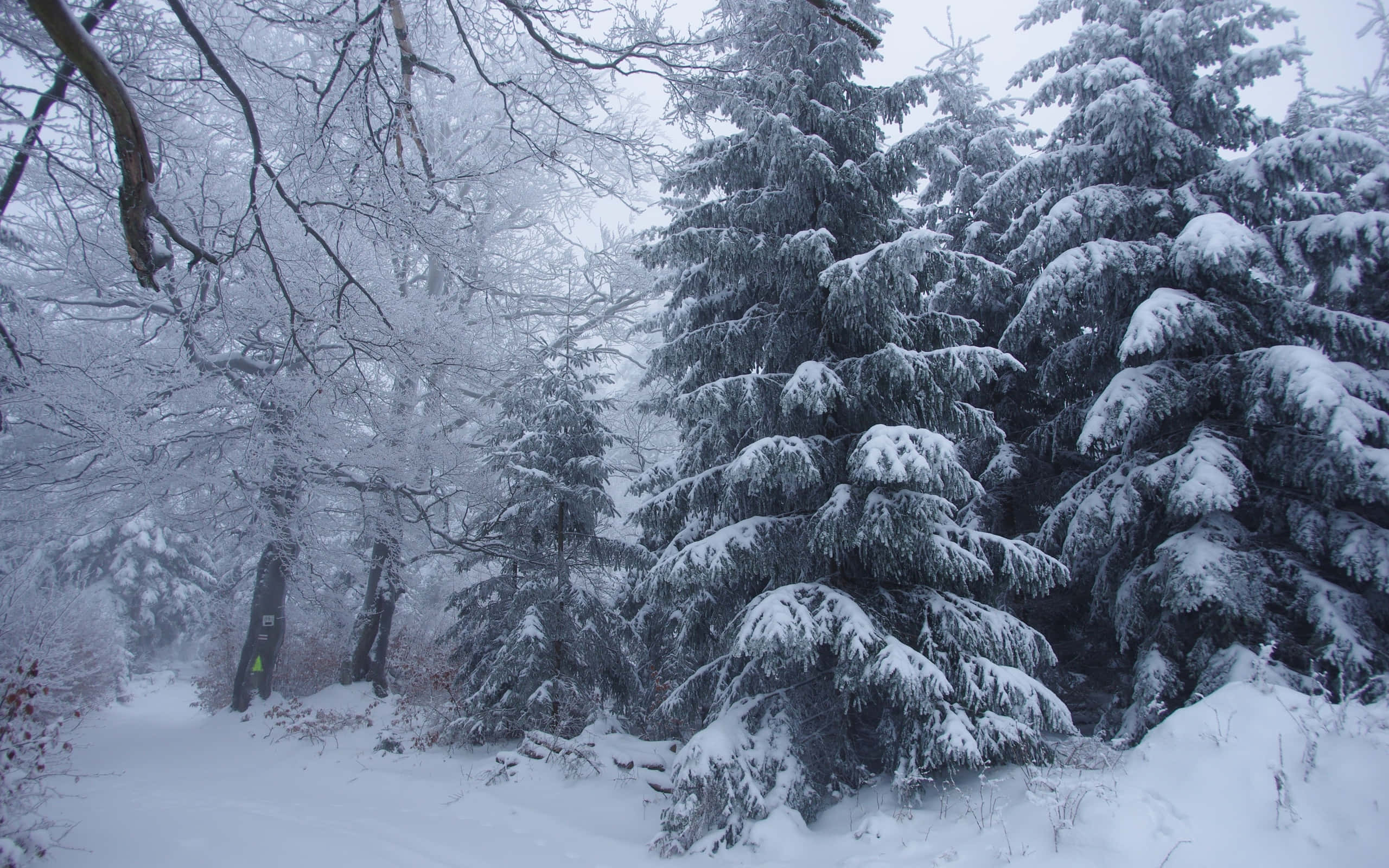 Snowy Forest 桌布 壁紙 — 白雪覆蓋著常綠樹和光禿禿的樹枝，在灰濛濛的天空下，一片寧靜的冬季森林。