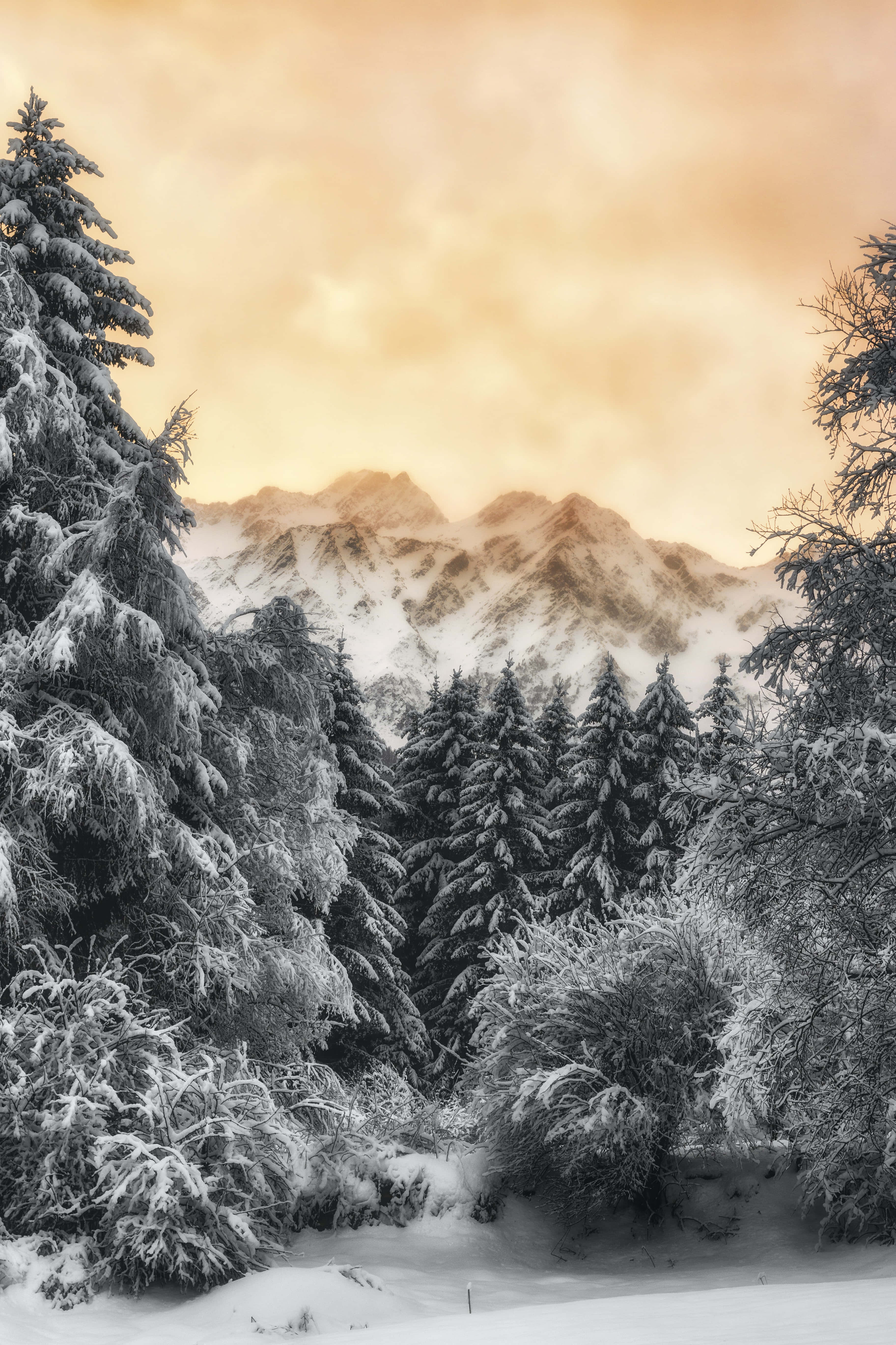 Winter Forest 桌布 壁紙 — 白雪覆蓋著常綠樹和崎嶇的山脈，在溫暖的金色日落天空下。