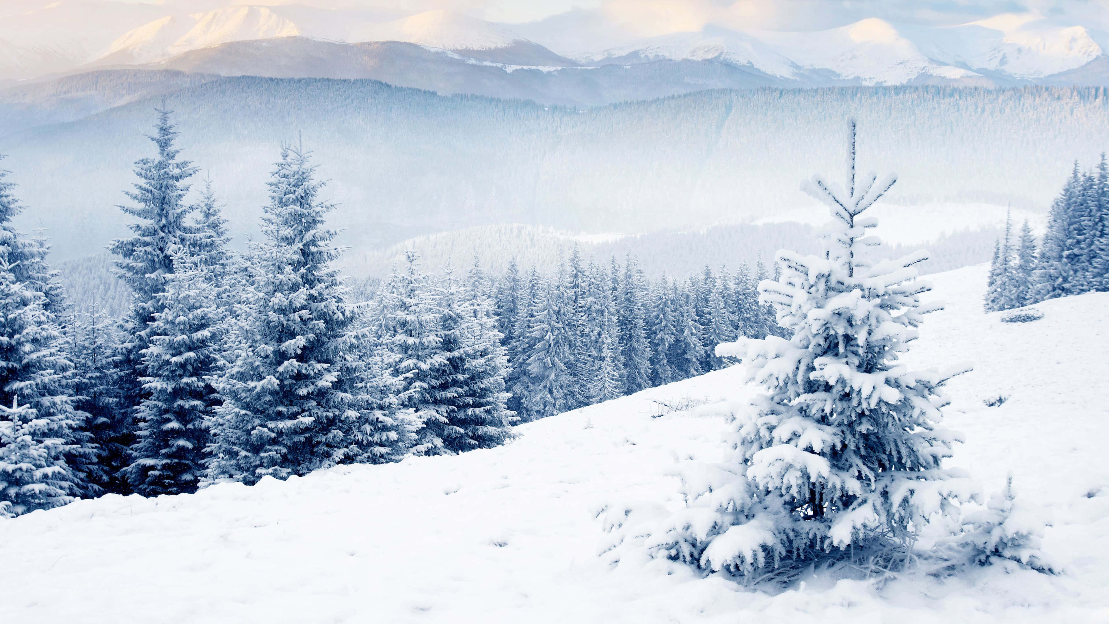 Beautiful Winter 桌布 壁紙 — 白雪覆蓋著常綠樹和起伏的山丘，背景是柔和的藍色冬日天空和遠處的山峰。