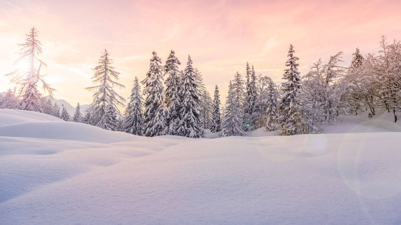 桌布 壁紙 — 白雪覆蓋著常綠樹林，在柔和粉紅與金色的日出天空下。