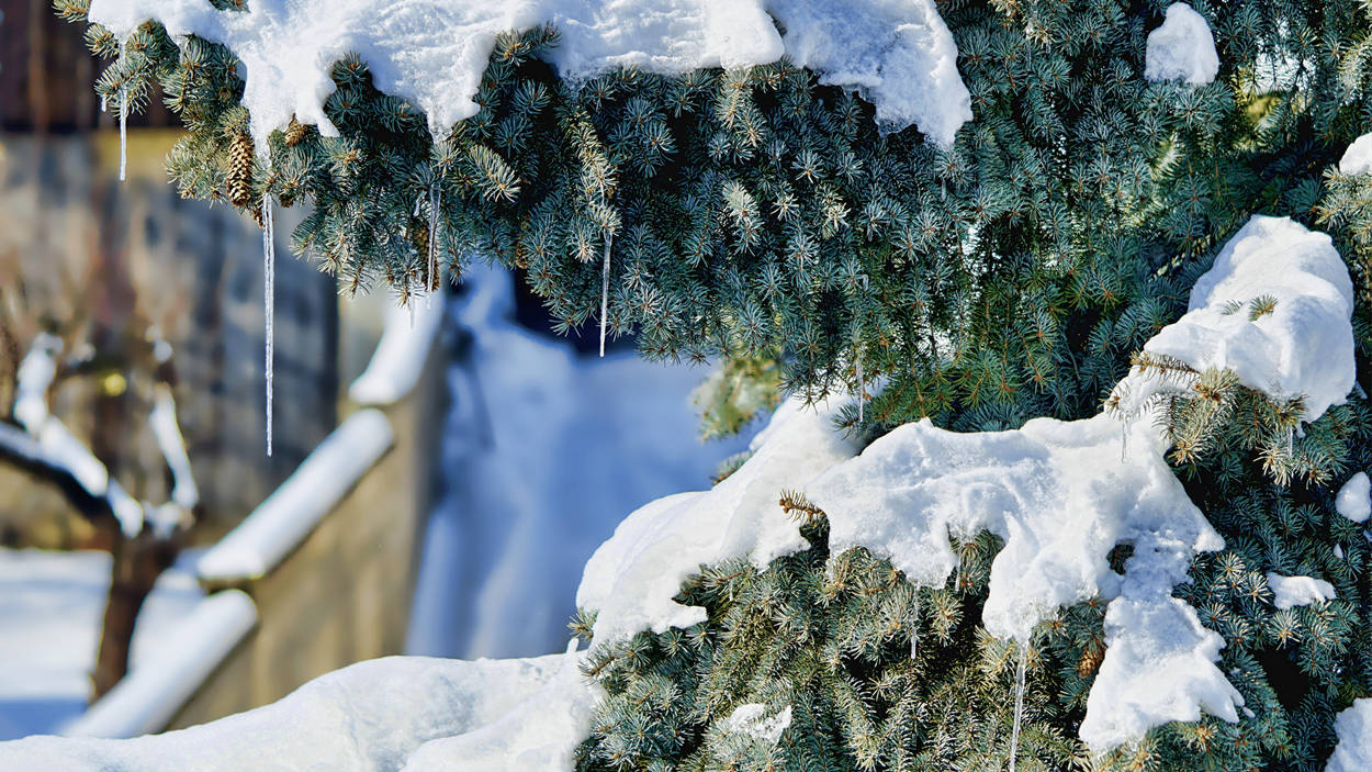 Snow Desktop 桌布 壁紙 — 白雪覆蓋著常綠樹枝，掛滿了冰柱，在明亮的冬日陽光下閃閃發光。