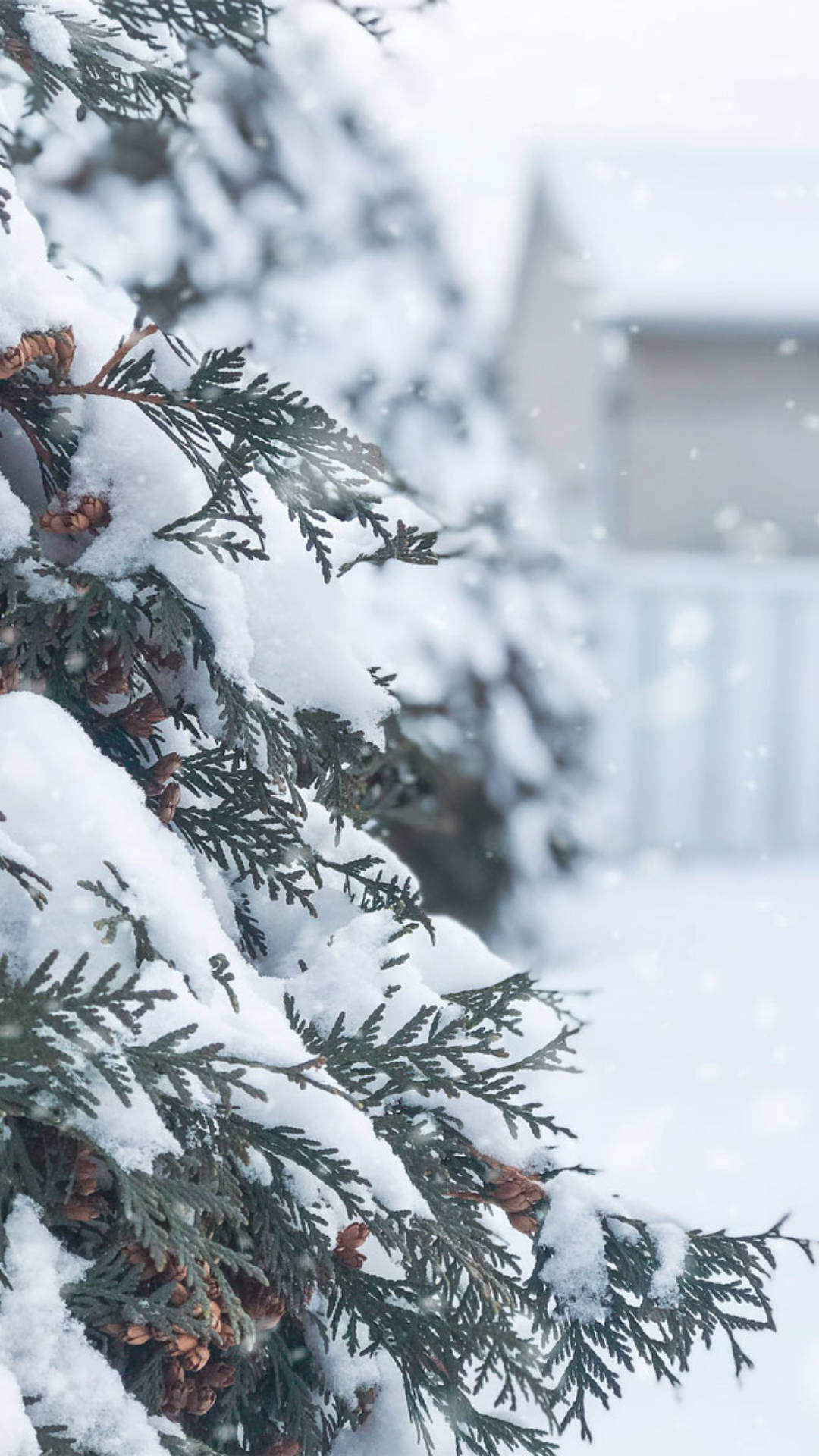 冬天 桌布 壁紙 — 白雪覆蓋著常綠樹枝和松果，呈現寧靜的冬日景象。