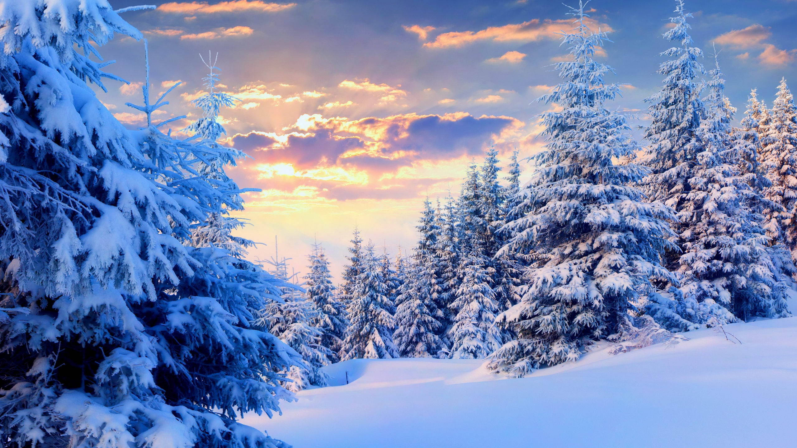 雪景 桌布 壁紙 — 白雪覆蓋著常青樹，在充滿活力的日落天空下，金色雲彩和藍色調交織。