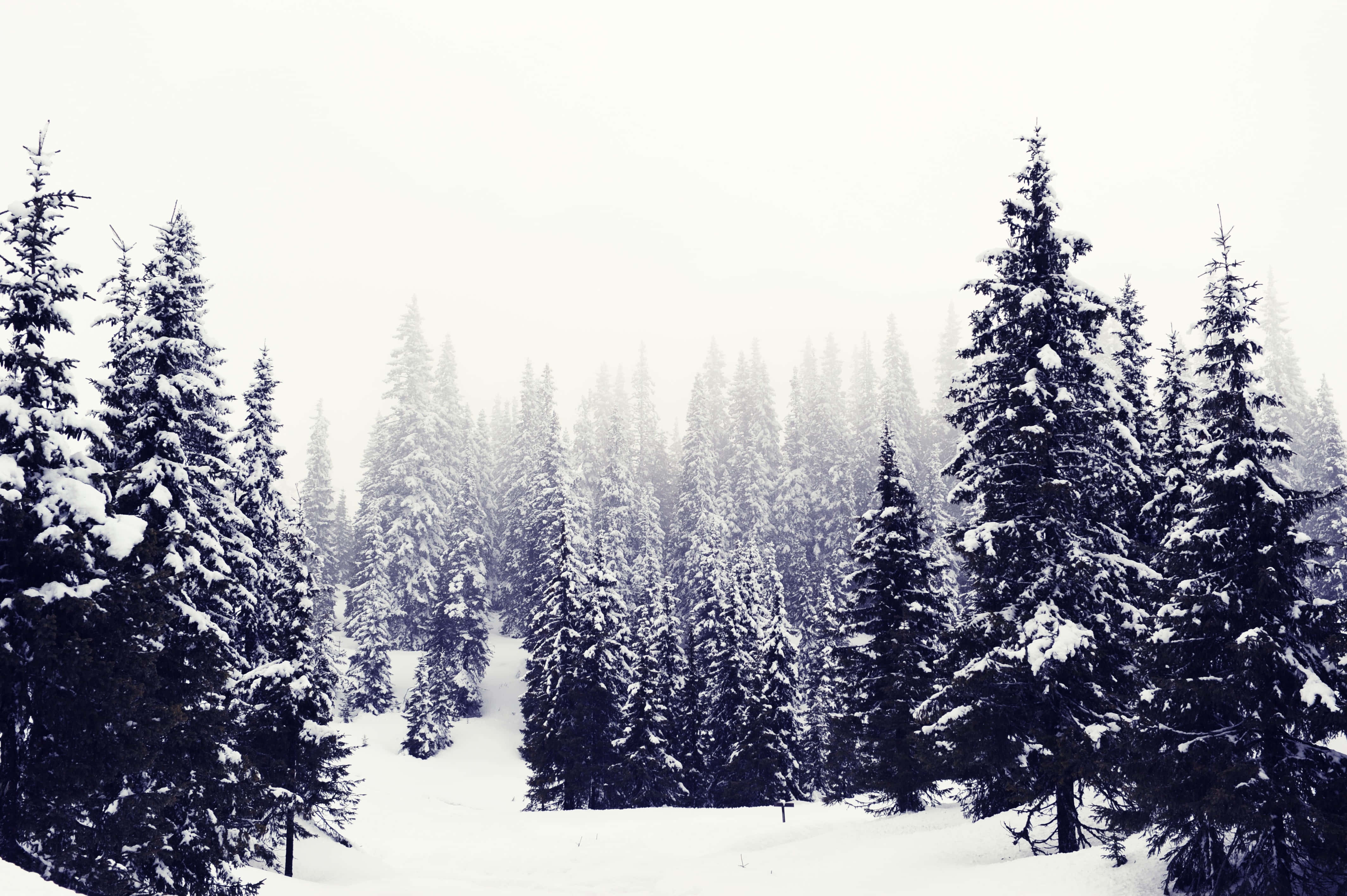Beautiful Winter 桌布 壁紙 — 白雪覆蓋著常青樹，在朦朧的白色天空下，一片寧靜的冬季森林。