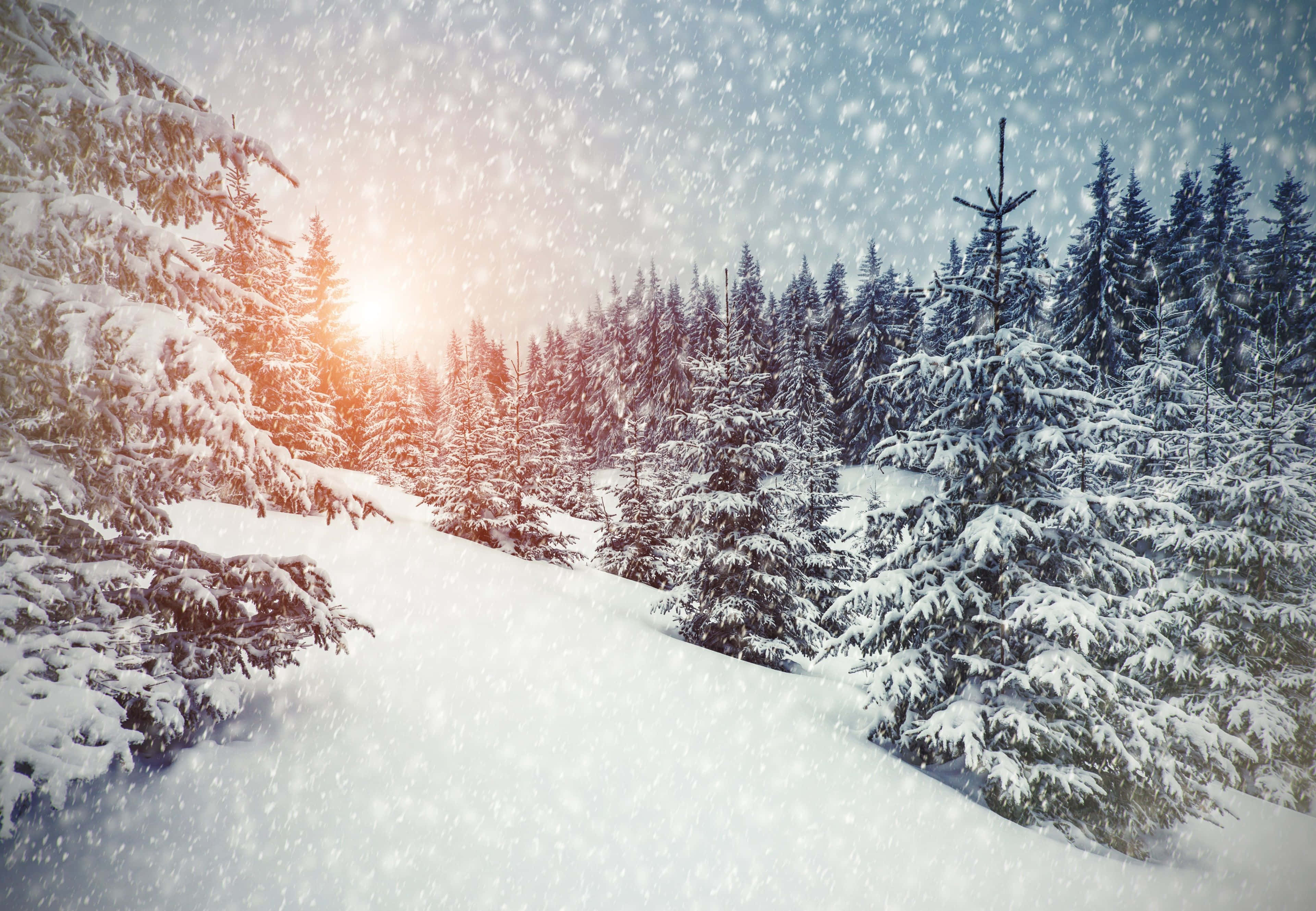 Christmas Snow 桌布 壁紙 — 白雪覆蓋著常青樹，陽光穿過飄落的雪花，在寧靜的冬季森林中閃耀。