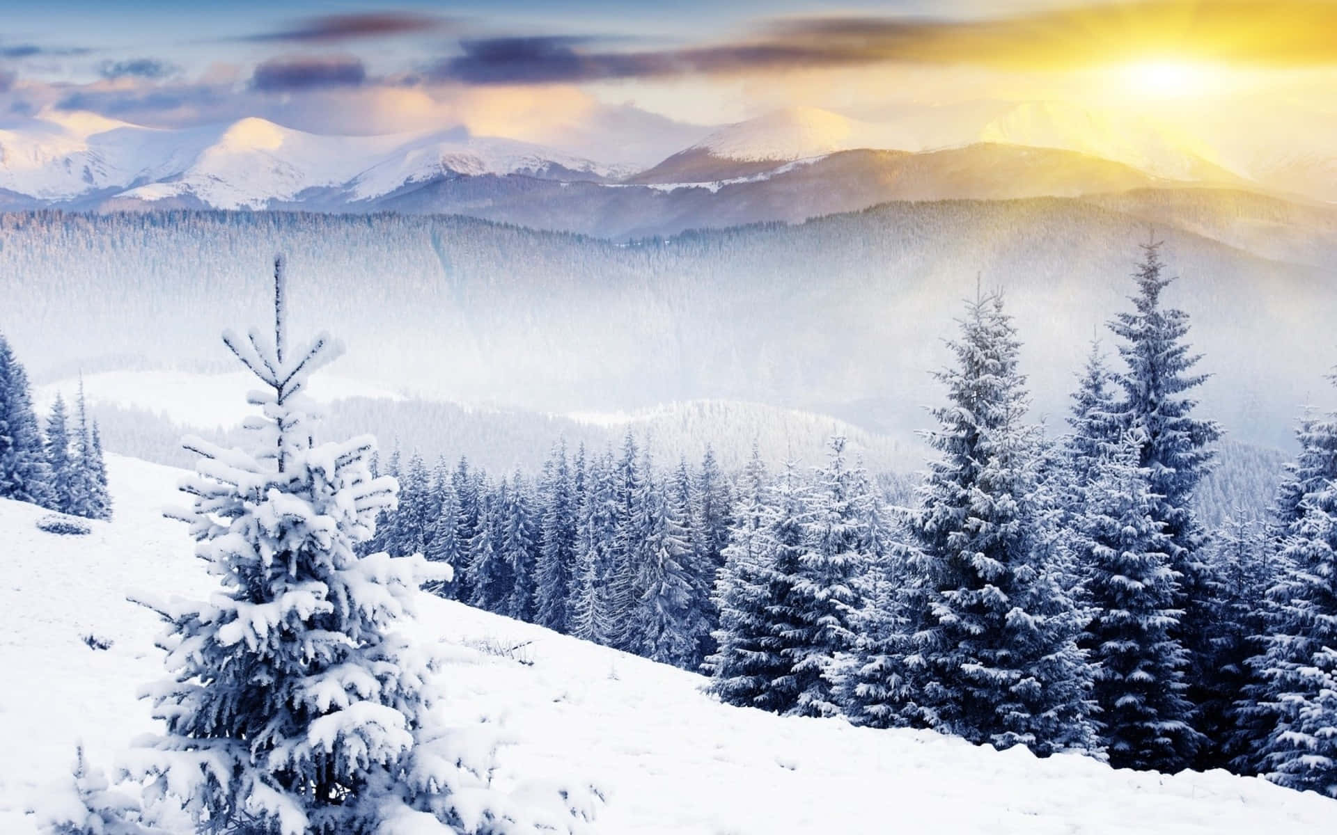Winter Scenery Desktop 桌布 壁紙 — 白雪覆蓋著常青樹和起伏的丘陵，金色的日出將溫暖的光芒灑在遙遠的山峰上。