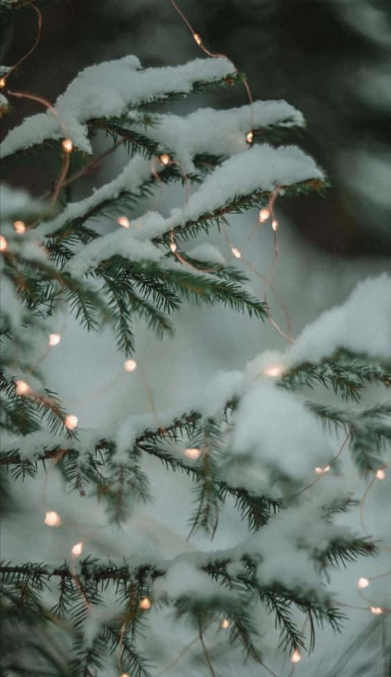 雪 桌布 壁紙 — 白雪覆蓋著常青樹枝，溫暖的仙女燈在寒冷的冬日場景中閃爍。