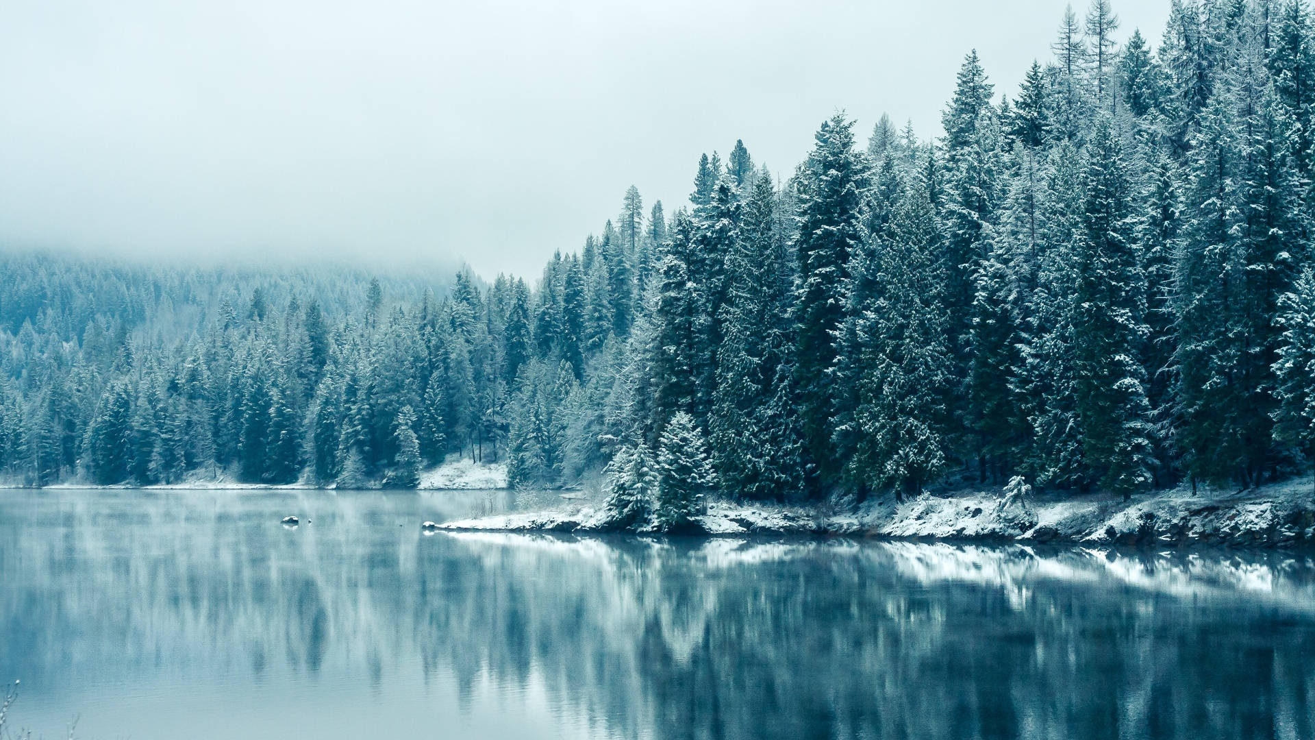 冬季美學 桌布 壁紙 — 白雪覆蓋著平靜湖泊旁一排排的常綠樹，天空籠罩著冬日薄霧。