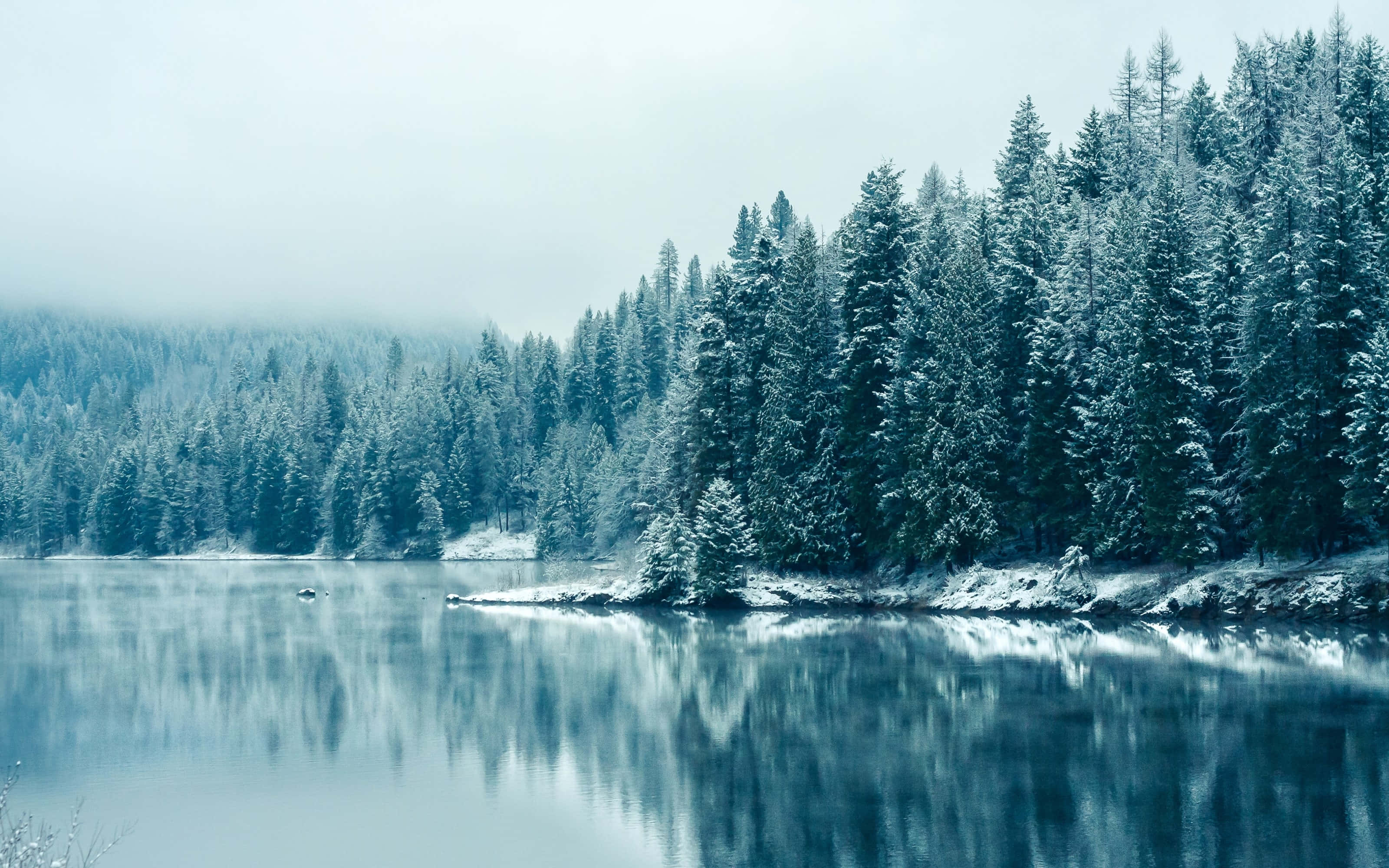 桌布 壁紙 — 白雪覆蓋著平靜湖泊旁的常綠樹，冬日天空迷濛。