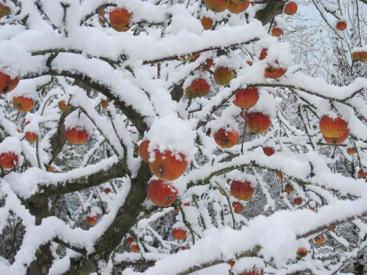 雪景 桌布 壁紙 — 白雪覆蓋著彎曲的樹枝，上面掛滿鮮紅的蘋果，映襯著蒼白的冬日天空。