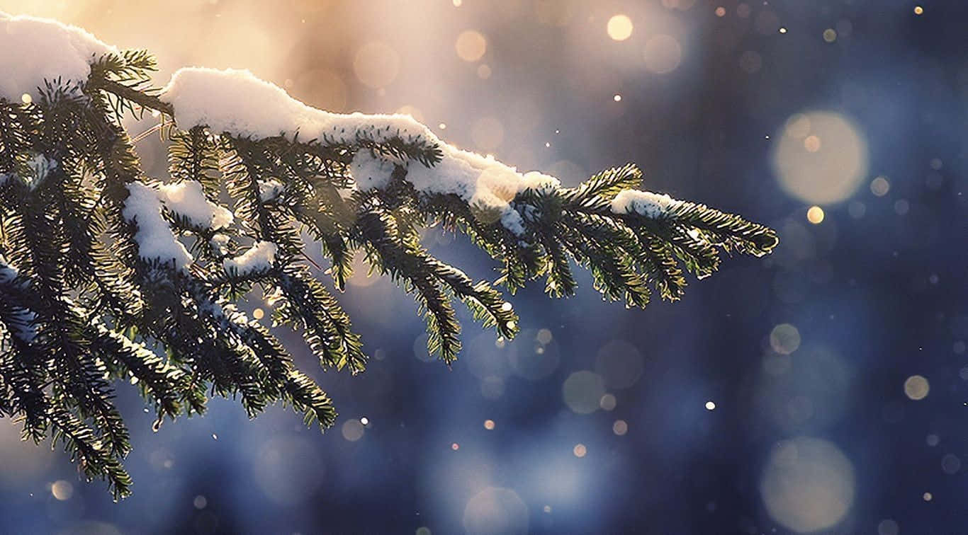 美學 桌布 壁紙 — 白雪覆蓋著松樹枝，金色陽光透過散景冬季森林背景灑落。