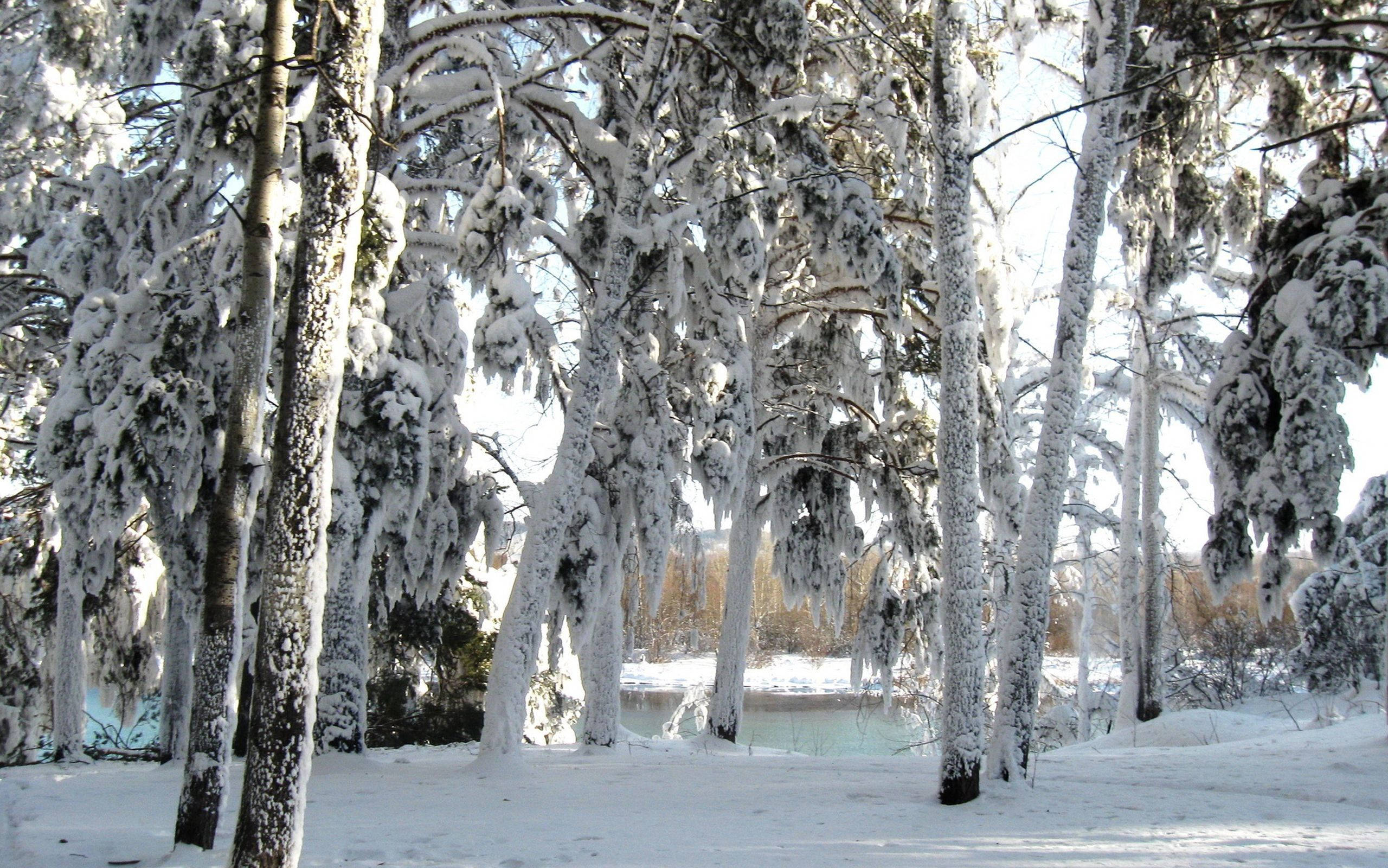 雪 桌布 壁紙 — 白雪覆蓋著每一根樹枝和樹幹，在寧靜的冬季森林中，一條結冰的河流在樹木間隱約可見。