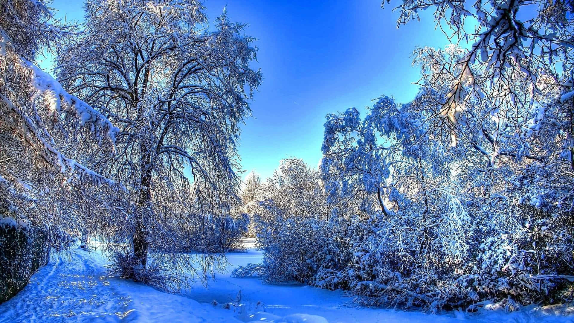 Laptop Winter 桌布 壁紙 — 白雪覆蓋著結霜的樹木，在寧靜的森林場景中，映襯著鮮豔的藍色冬日天空。