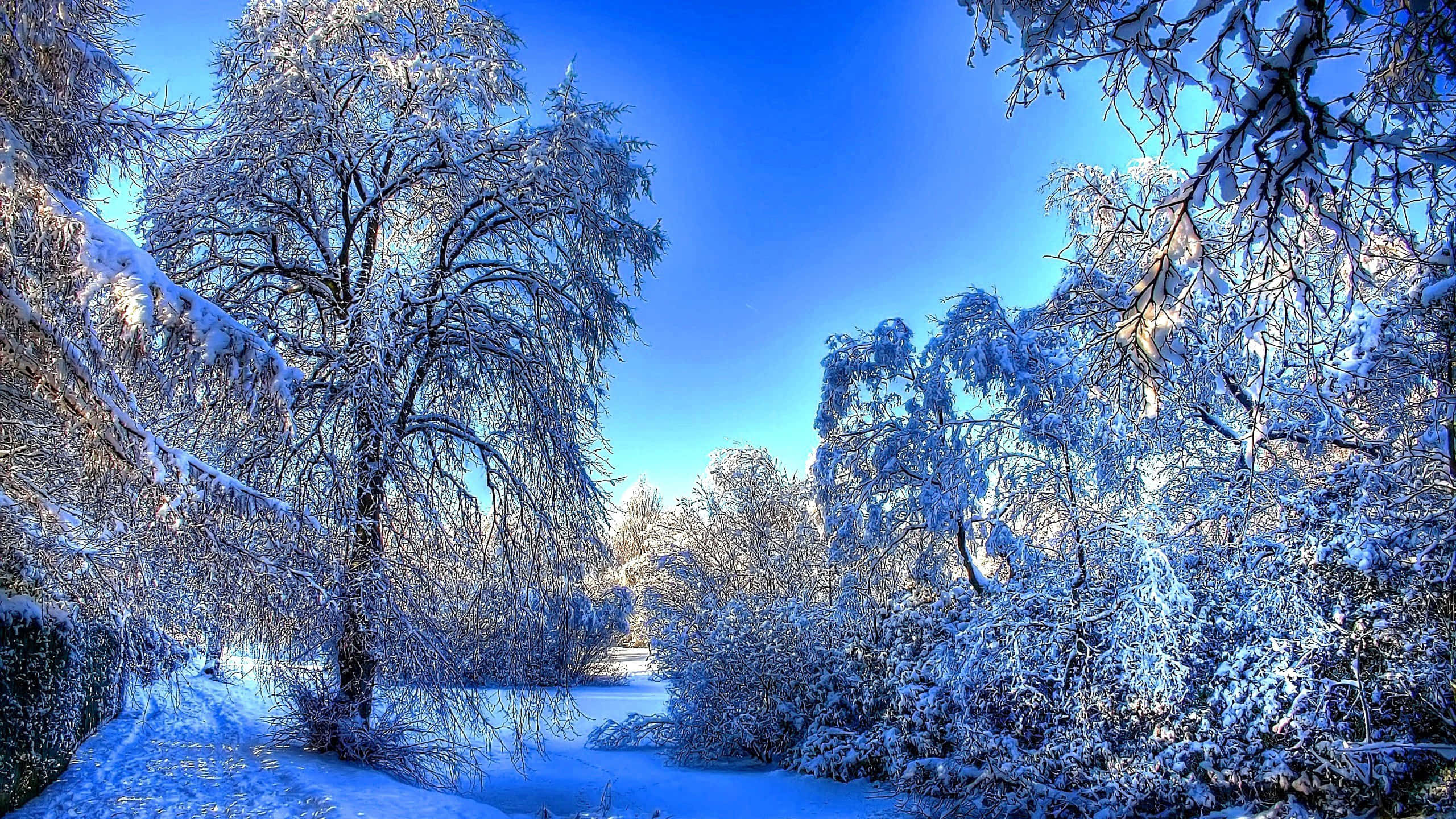 藍色美學 桌布 壁紙 — 白雪覆蓋著結霜的樹木，在寧靜的森林場景中，映襯著鮮豔的藍色冬日天空。