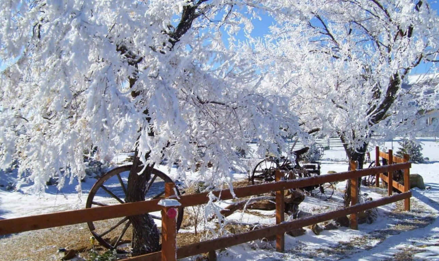 雪 桌布 壁紙 — 白雪覆蓋著結霜的樹木和木柵欄後的復古馬車輪，在清澈的藍天下。